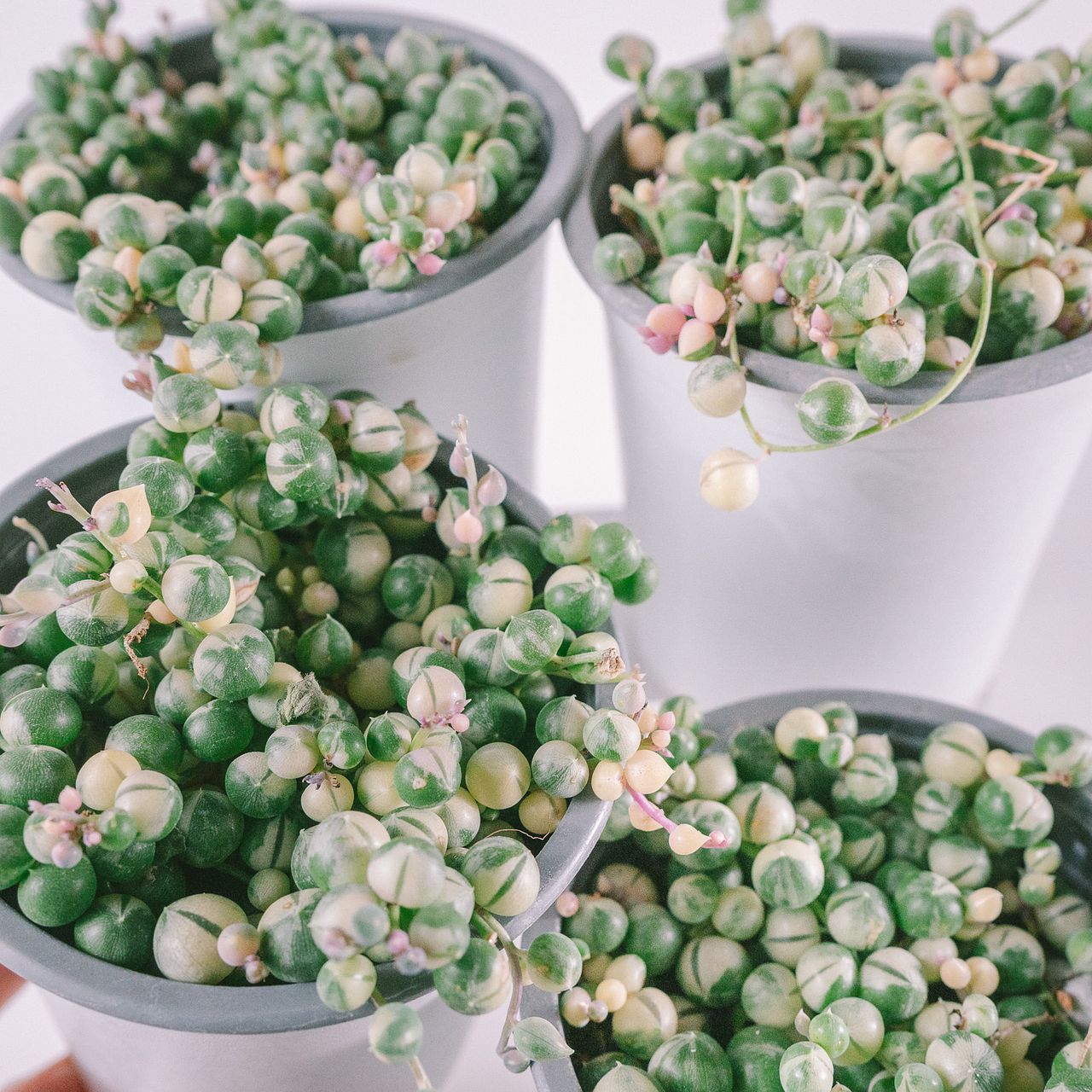 希少！斑入グリーンネックレス（1鉢）