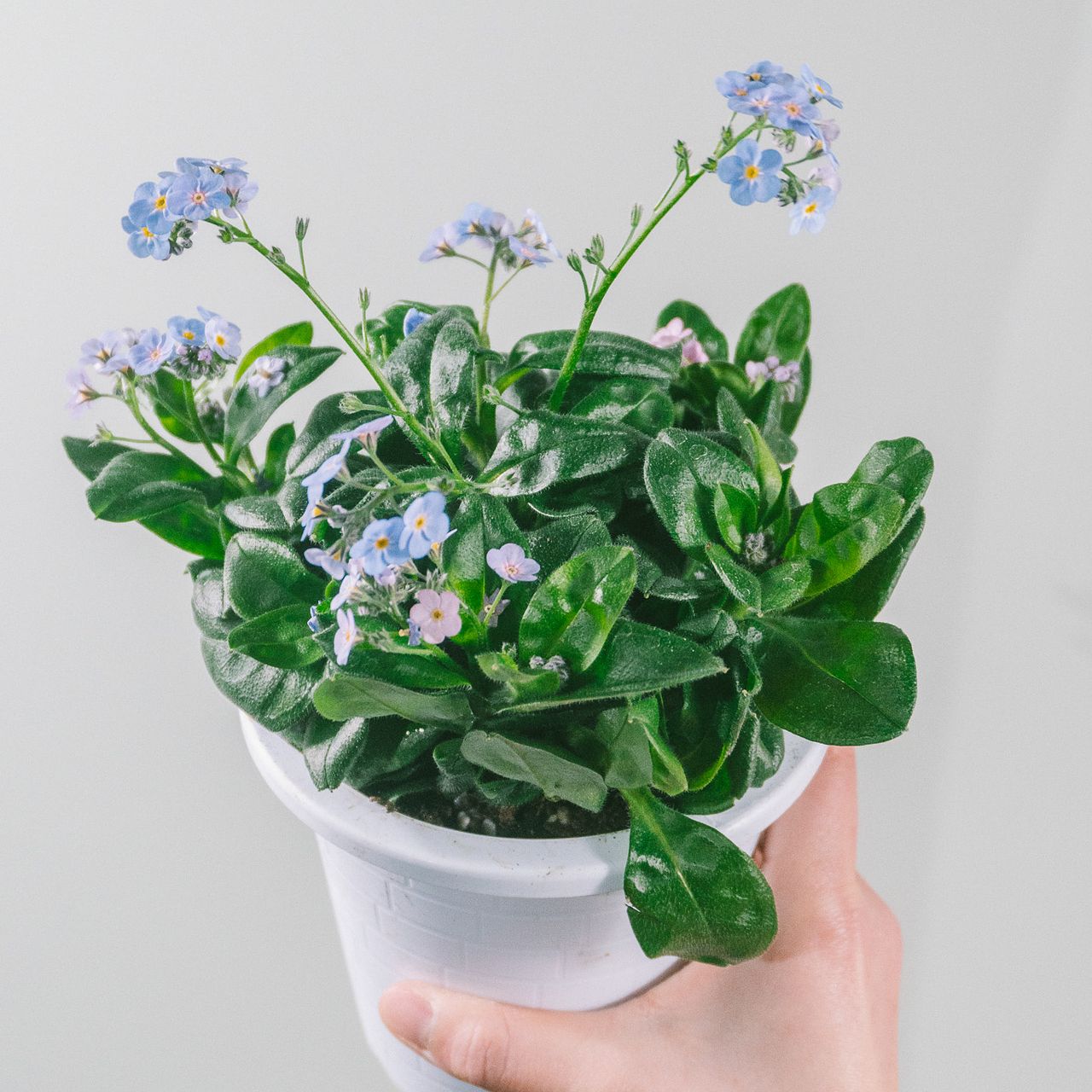 わすれな草 色変わりわすれな草「ミオマルク」