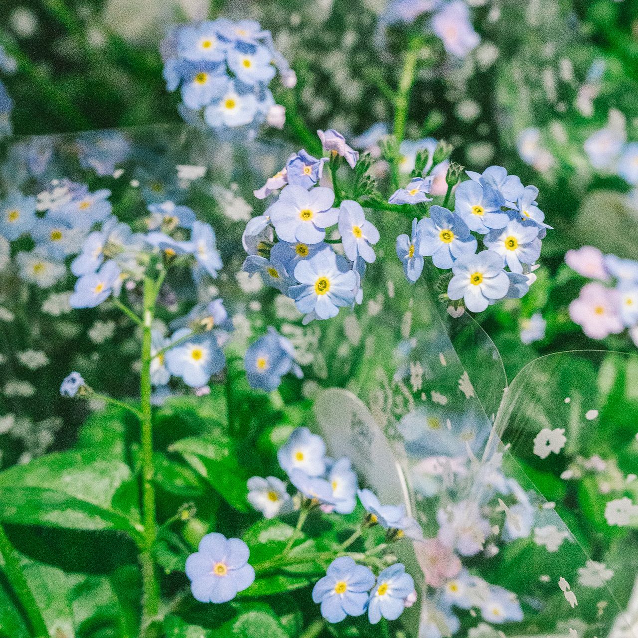 色変わりわすれな草「ミオマルク」