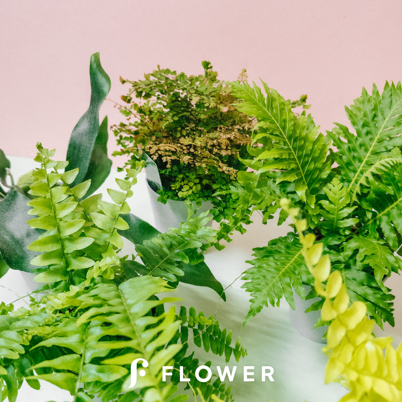 おまかせシダ植物