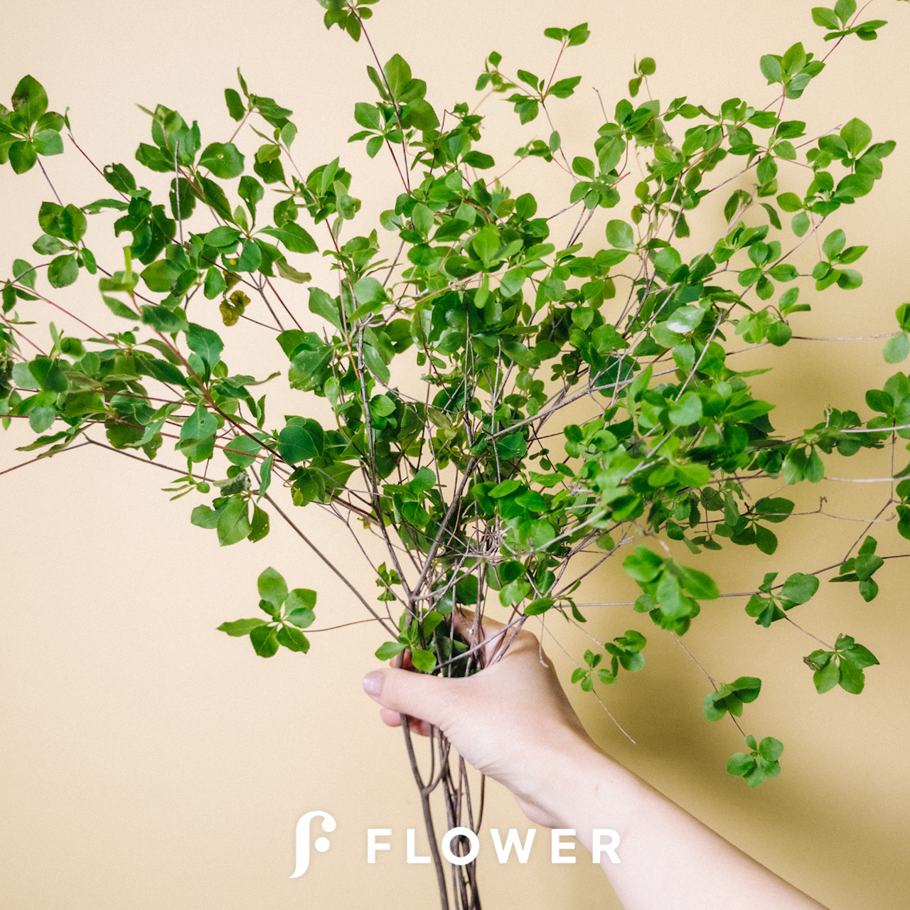 ドウダンツツジ