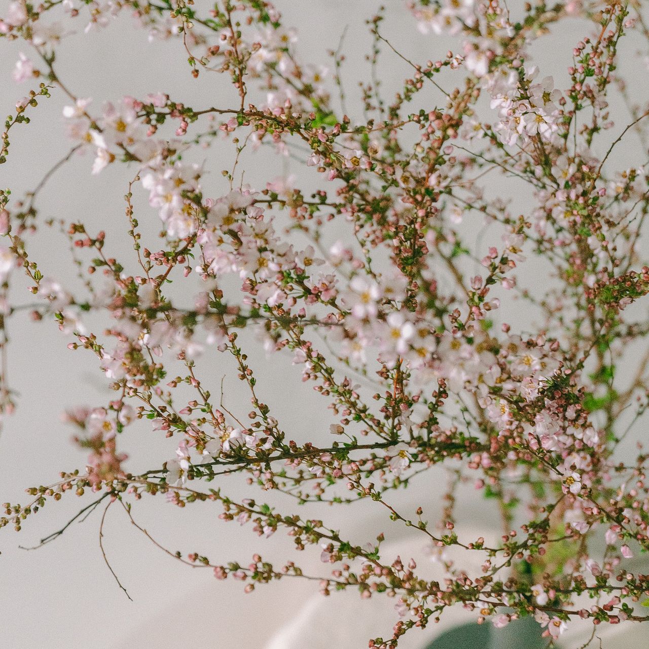 激レア新品予告 雪粉黛　大菊 ピンクorホワイト 菊の花 花咲くピンクの雪柳（ロングサイズ）