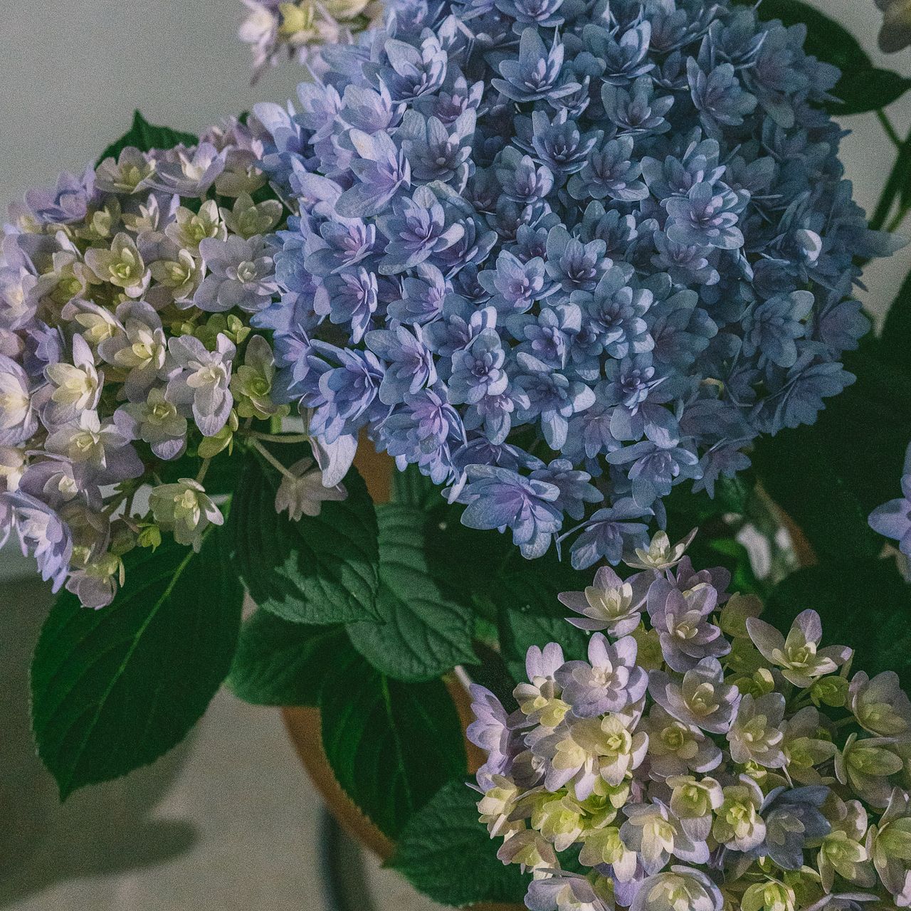 紫陽花「ごきげんよう」