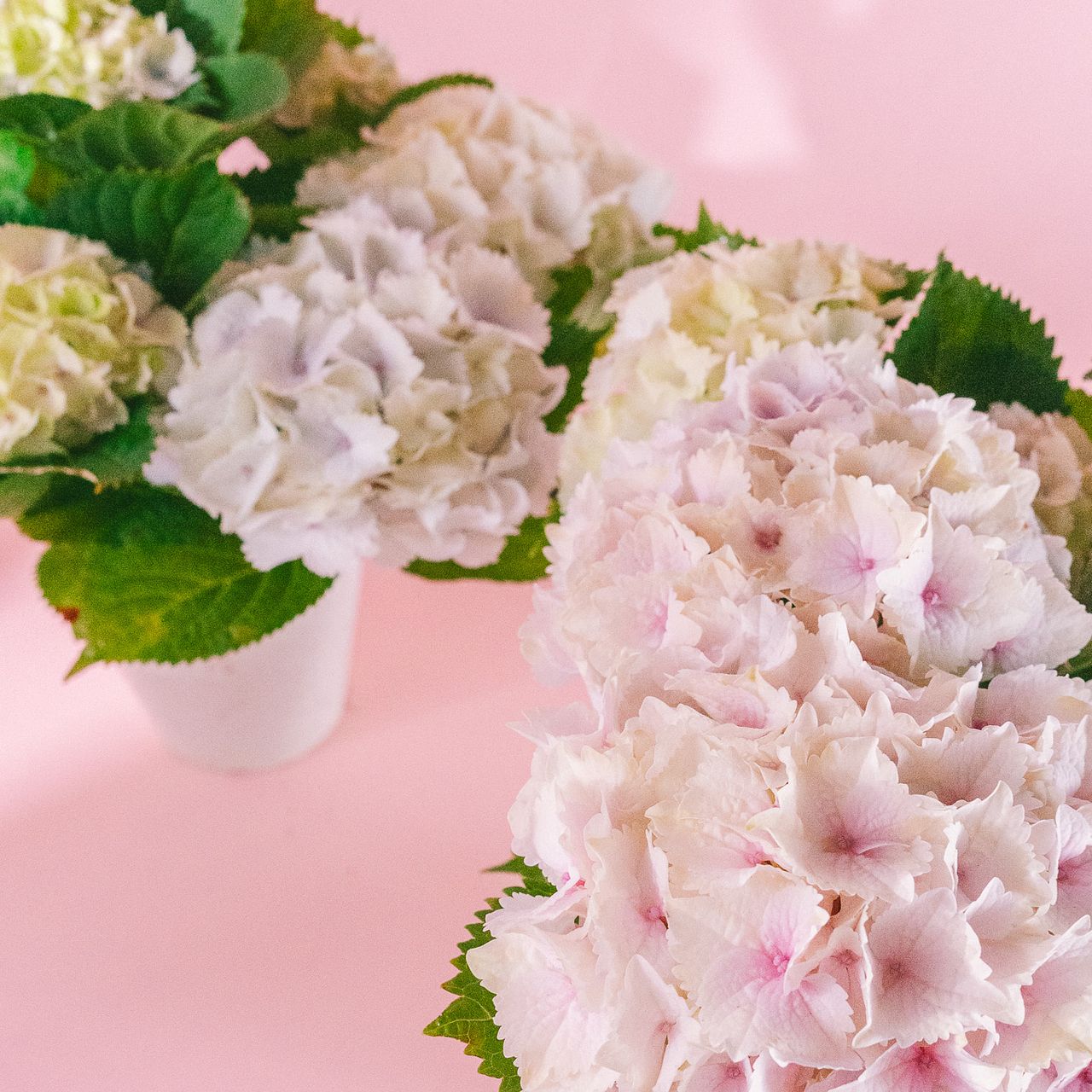 紫陽花「レモンキス」