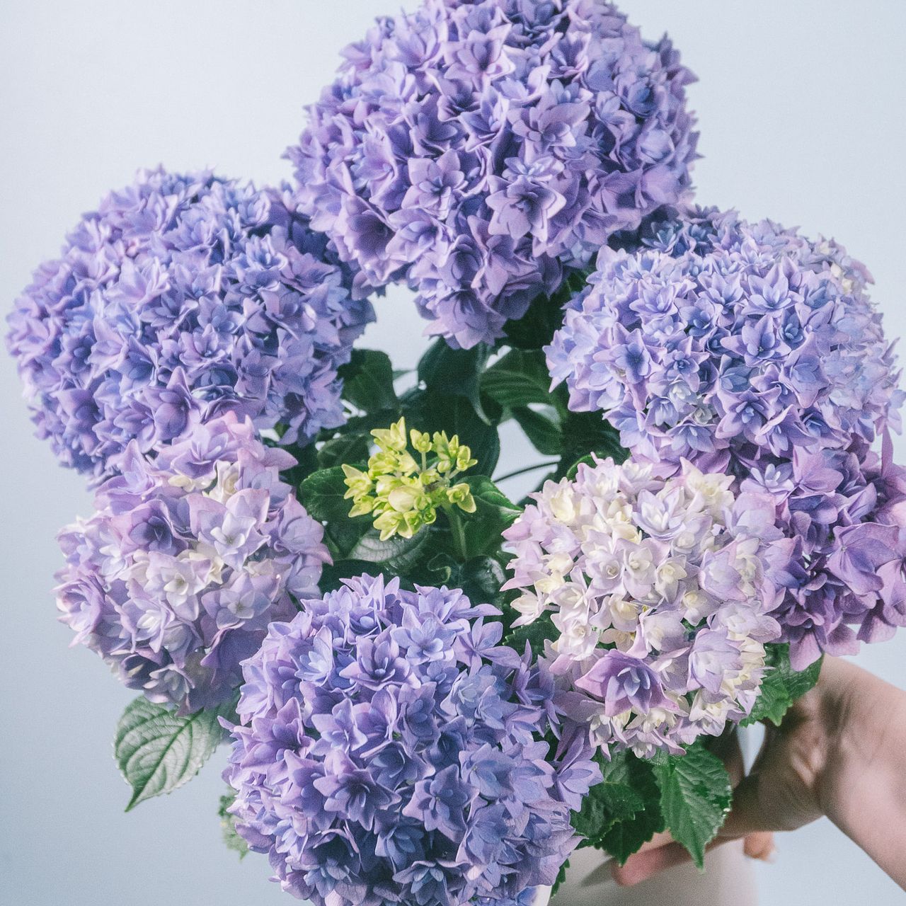 アンティークカラーに。。◆ボリューム満点◆幾重にも重なった花弁　鬼ヶ島　紫陽花 紫陽花「鬼ヶ島」