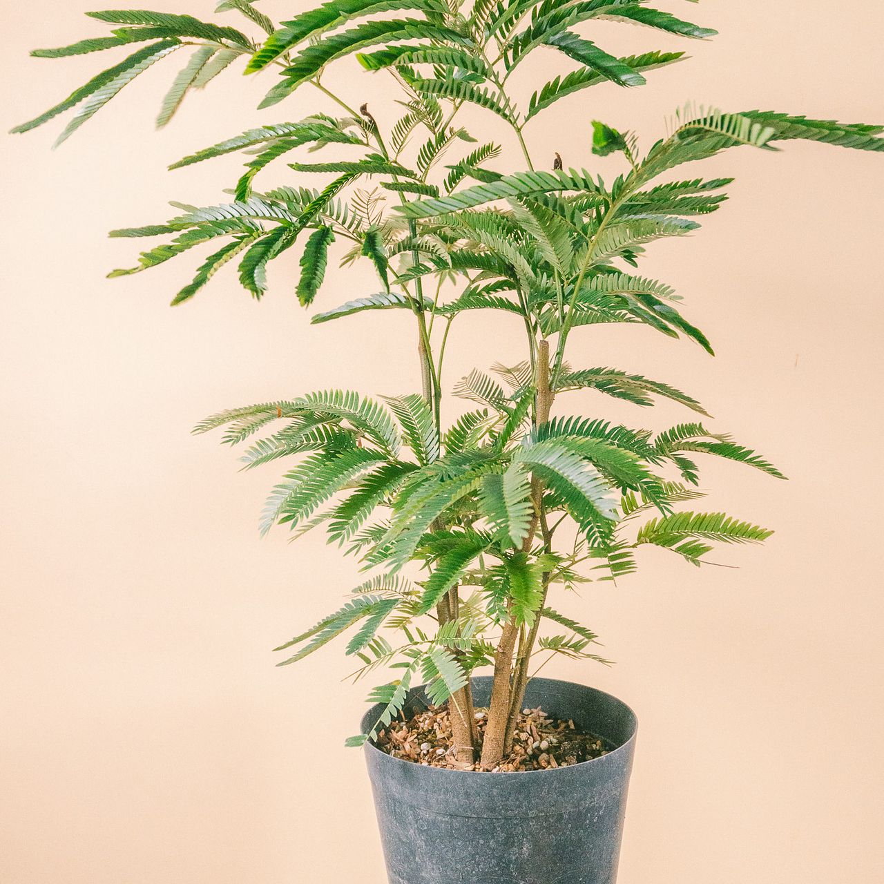 【引き取り限定】エバーフレッシュ（Albizia saman） 幸福を呼ぶ「エバーフレッシュ」