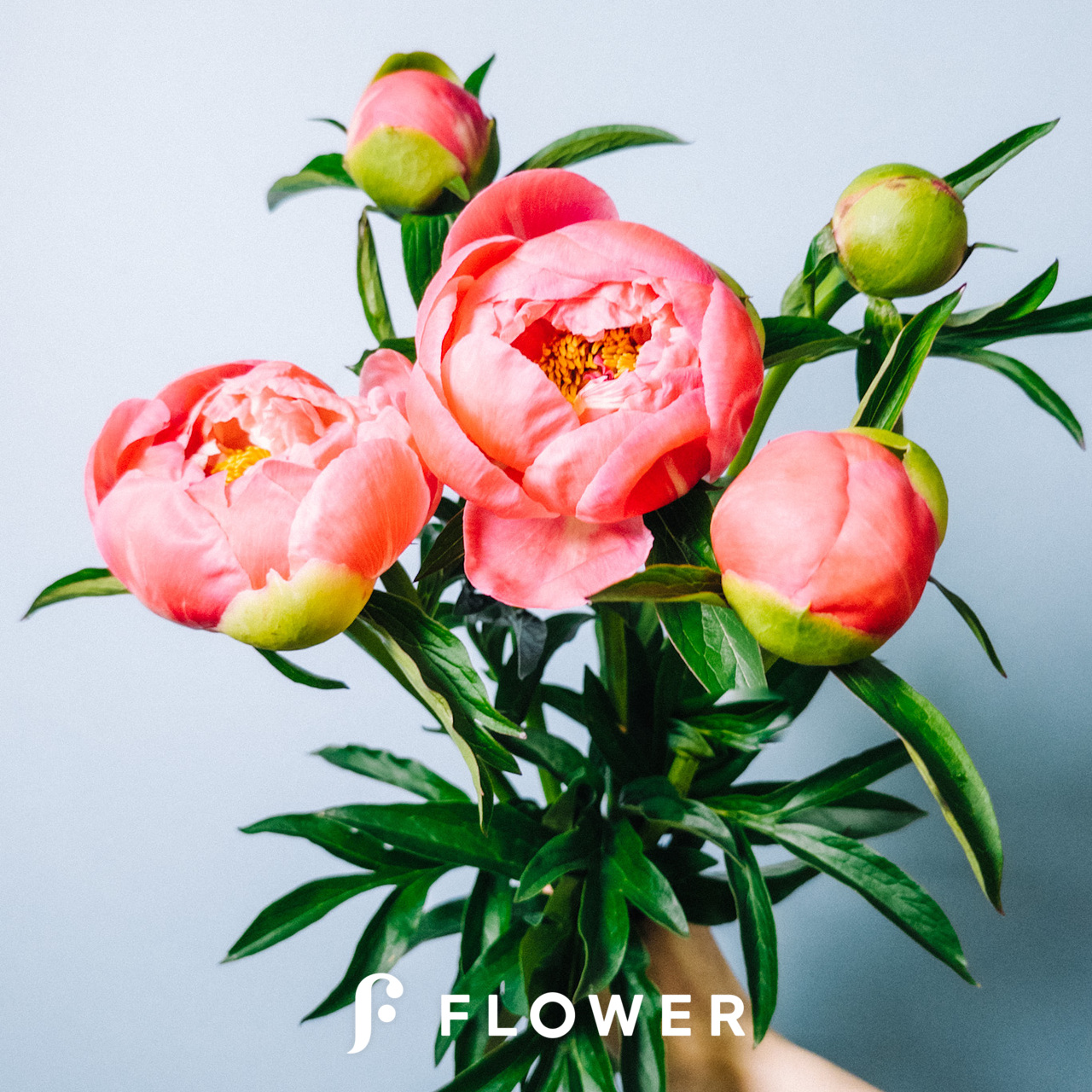 コーラルピンクの芍薬