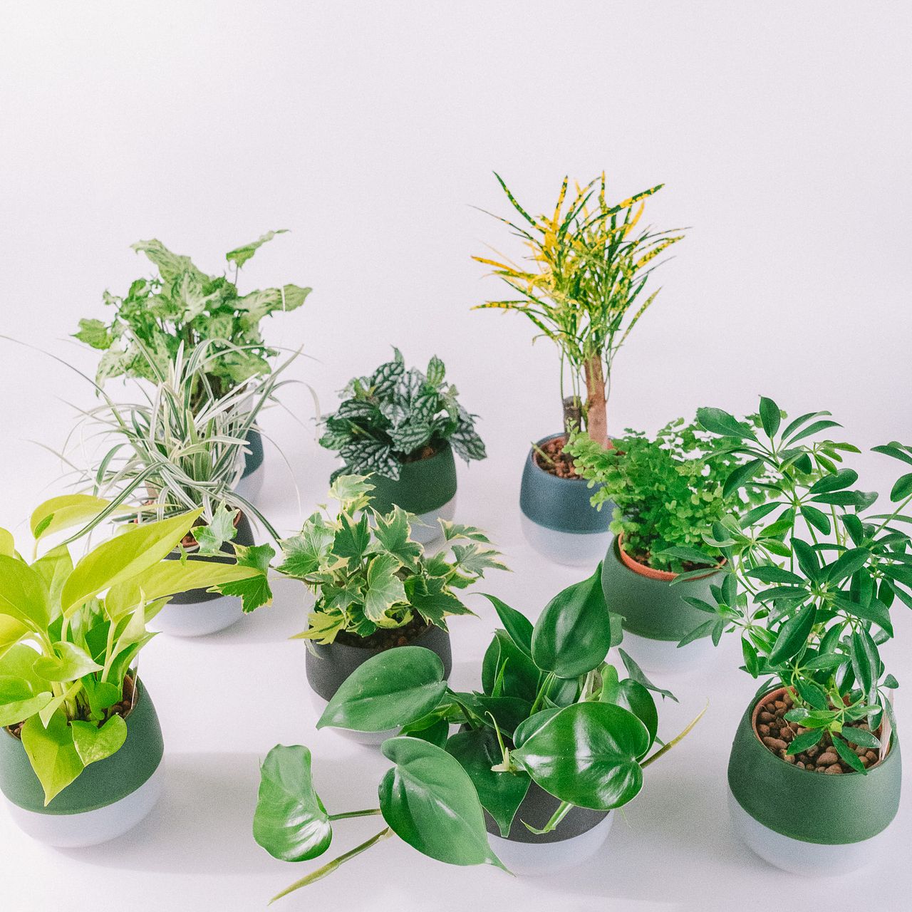 初めてさんでも安心！底面給水観葉植物（1鉢）