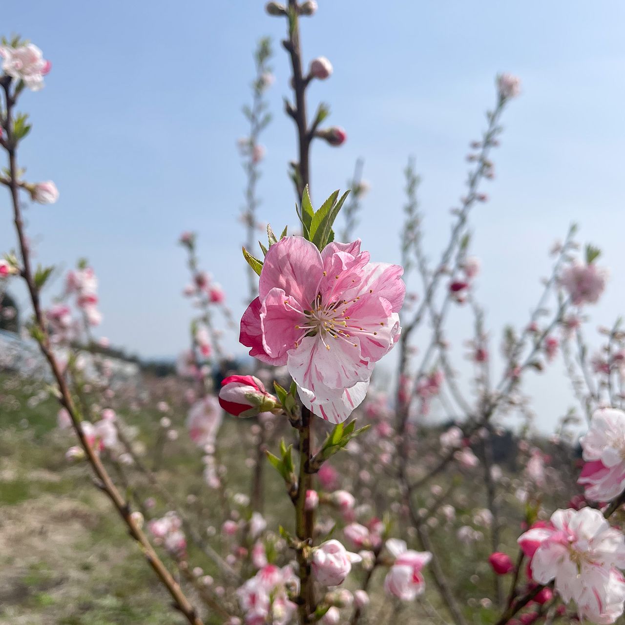 ハナモモ（花桃）：源平しだれ桃（咲き分け） ピンクのつぼみが多い　源平桃　高さ約120センチ | tree nae-ya｜herbal 落葉樹