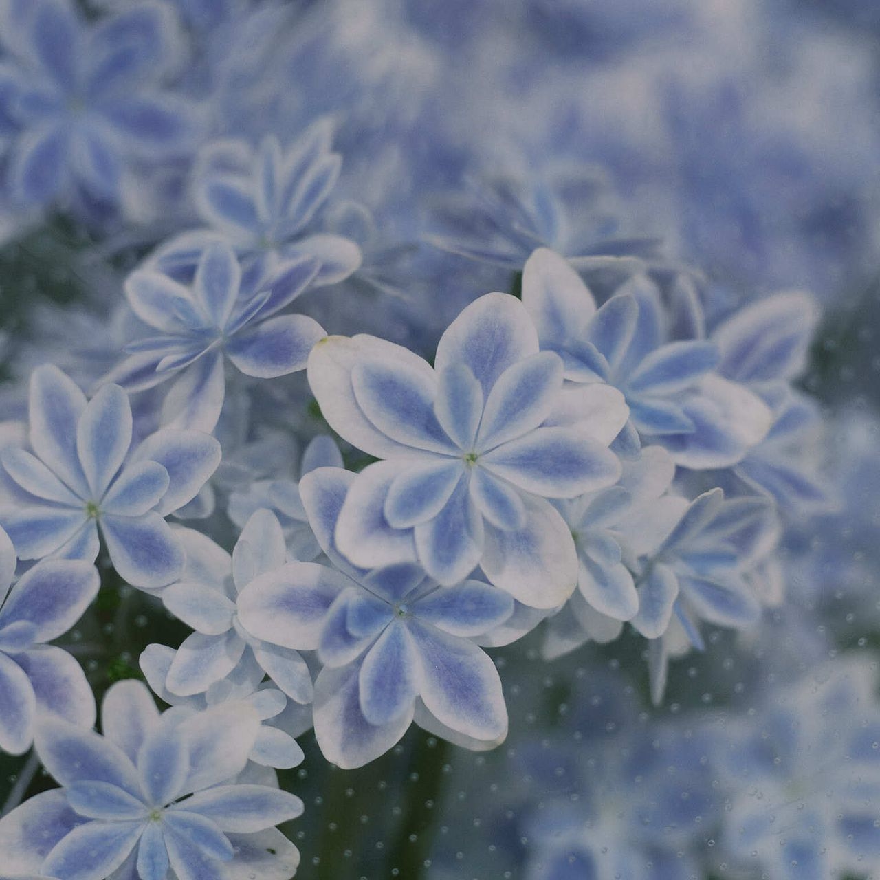花 島根の八重咲き紫陽花「万華鏡」