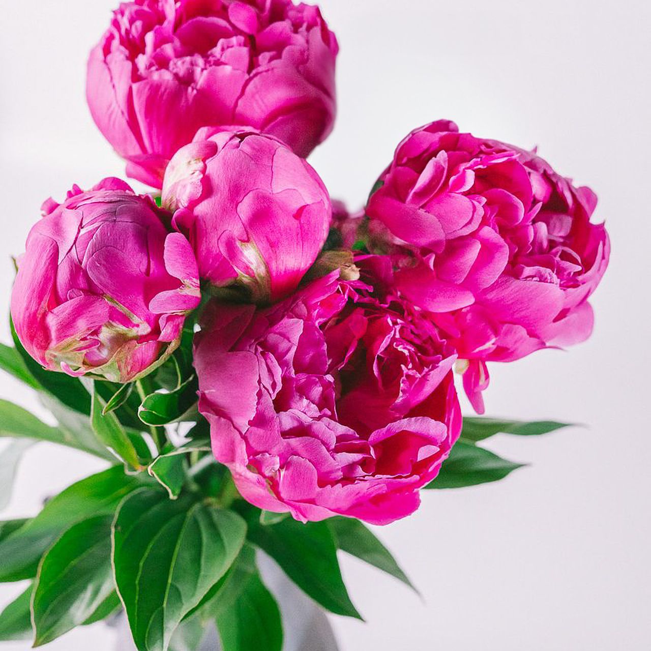 芍薬「華燭の典」