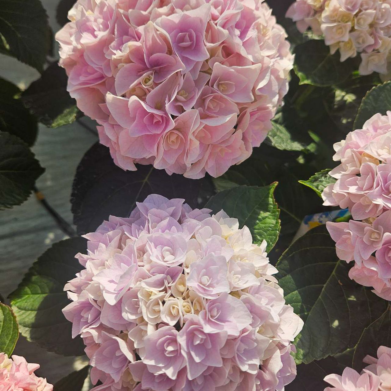 希少なピンク色！紫陽花「ポージィブーケ エリー」