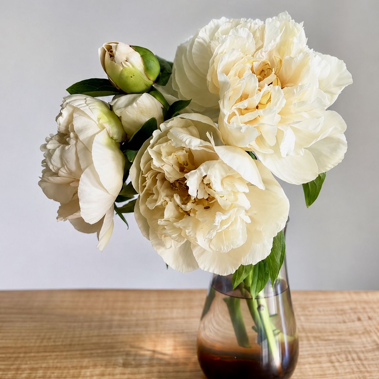 リナページ　23センチ芍薬オーダー 産直】センティアのレモン色の芍薬「サニーガール」