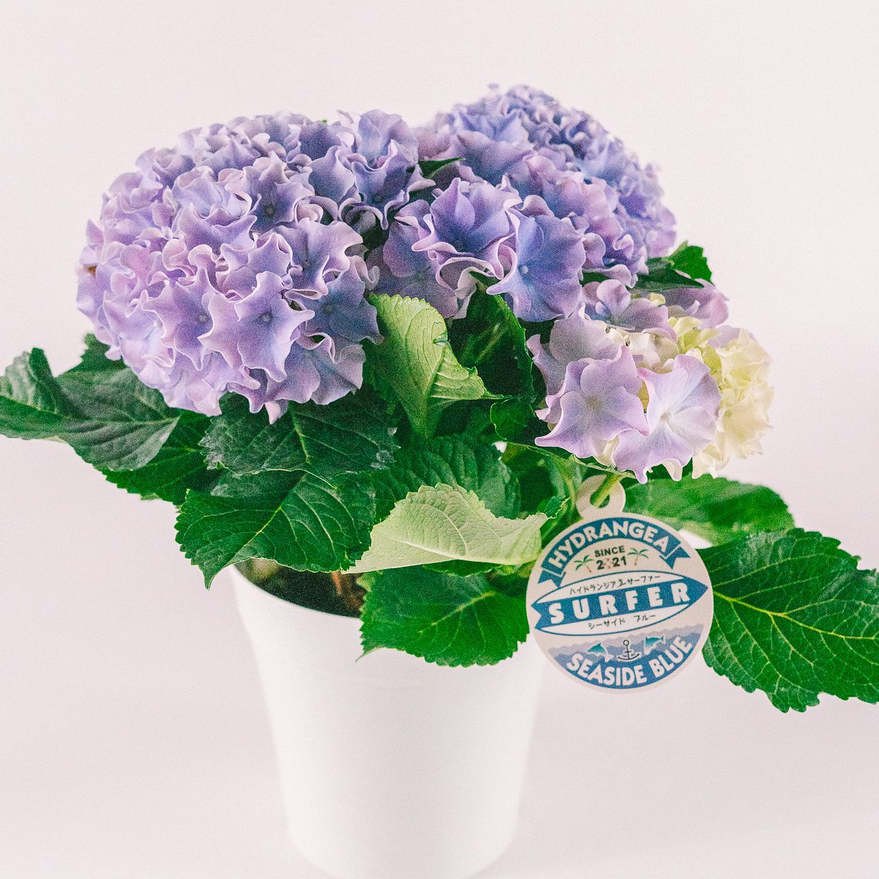 WONDERFUL WORLD 紫陽花 コサージュ ブルー WONDERFUL WORLD 紫陽花 コサージュ ブルー WONDERFUL WORLD 紫陽花