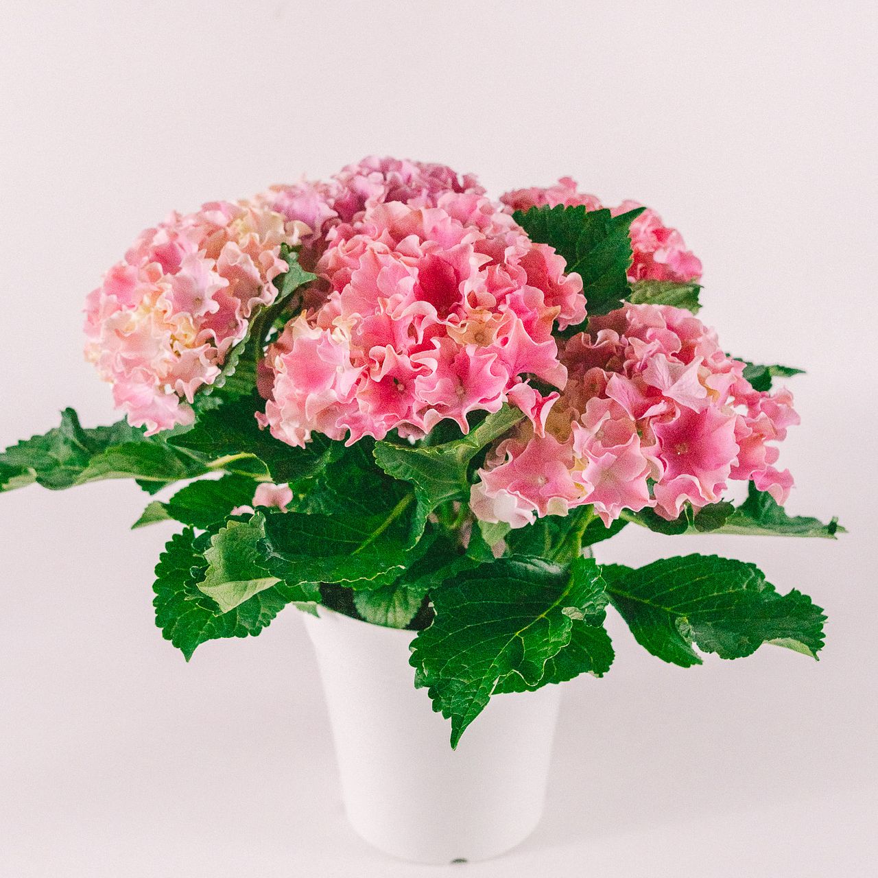 紫陽花「サーファーシーサイド」（ピンク）
