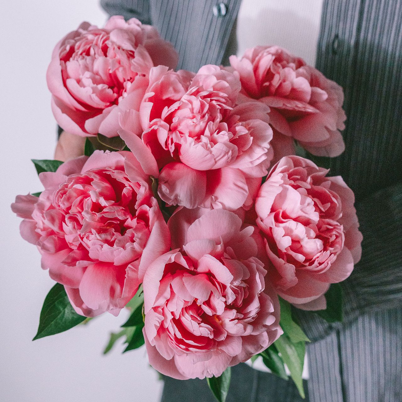 たっぷり6本！希少品種の芍薬「エッチドサーモン」