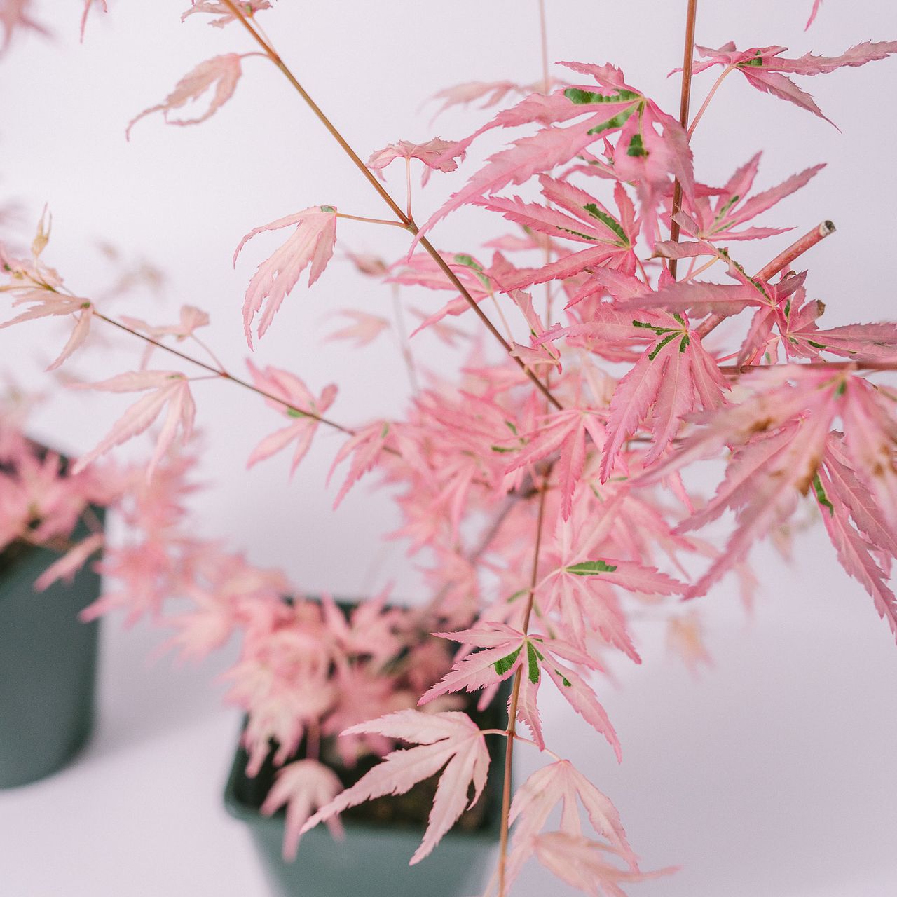 ピンクに紅葉！希少なもみじ「テイラー」
