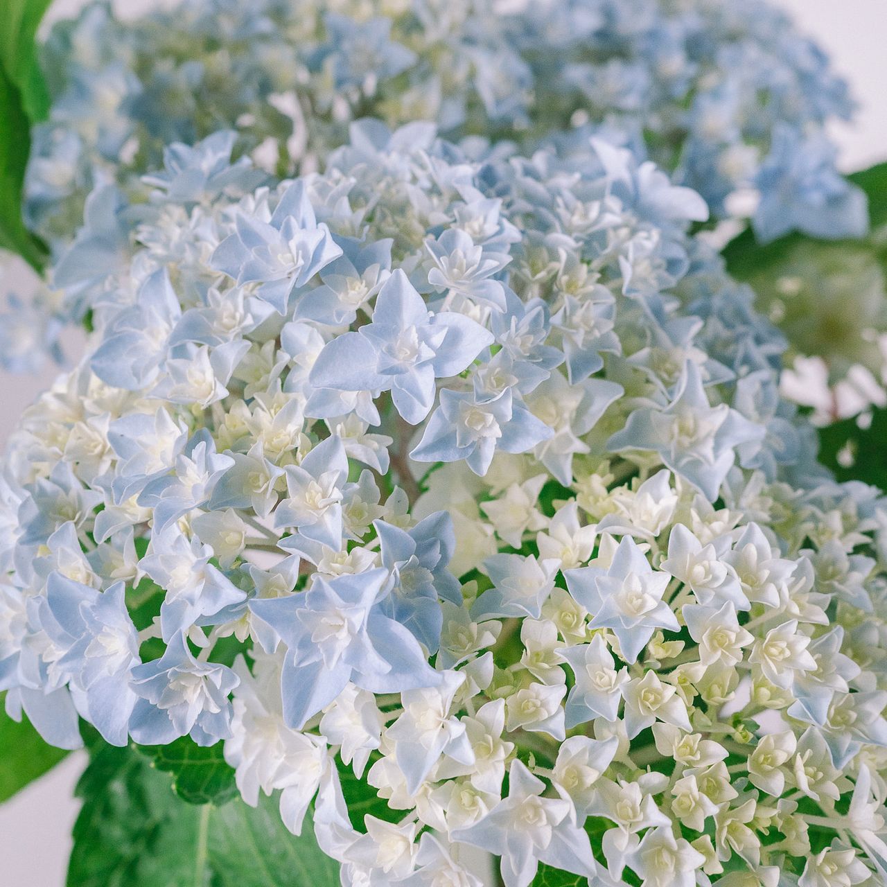底面給水できる紫陽花「星てまり」