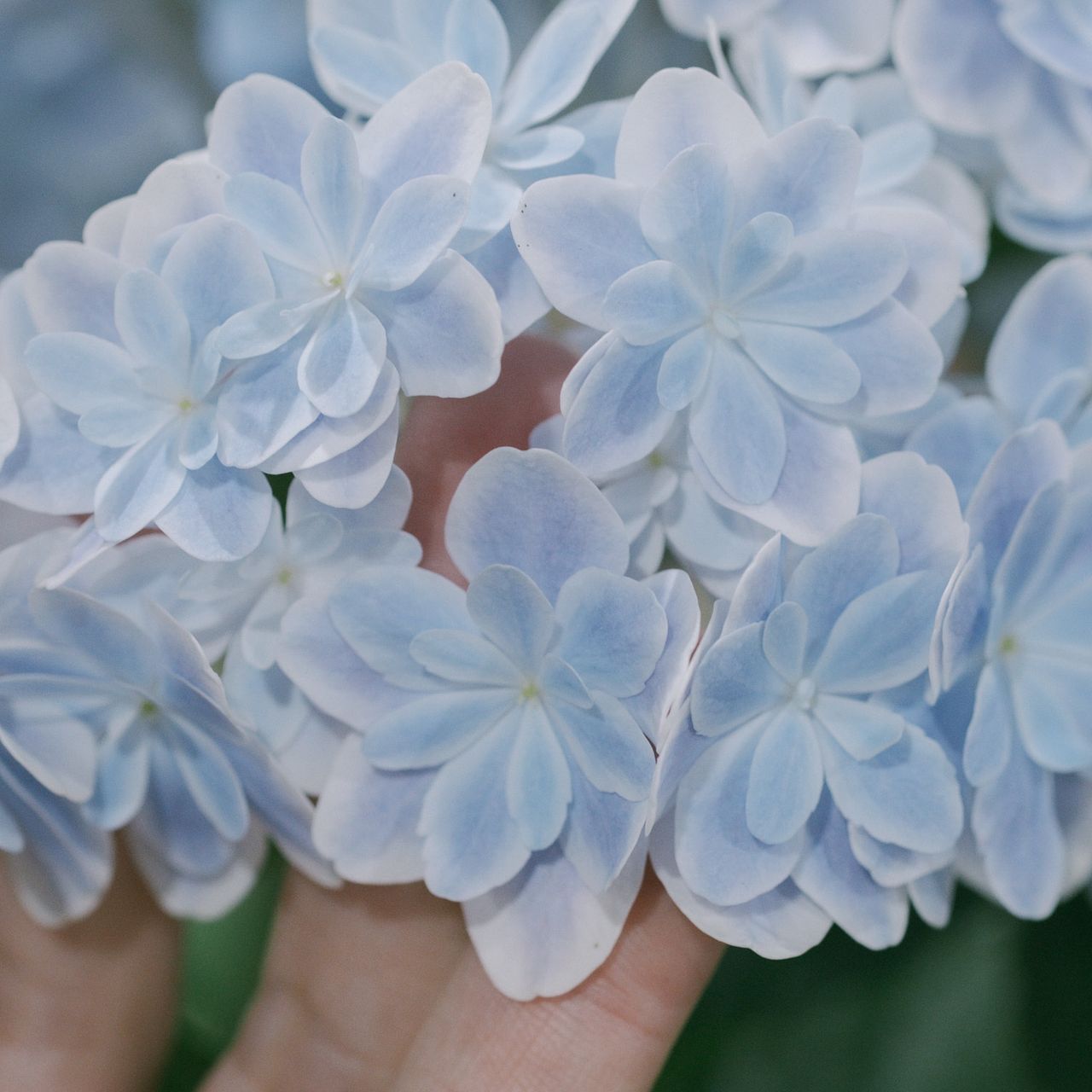 島根の八重咲き紫陽花「万華鏡」