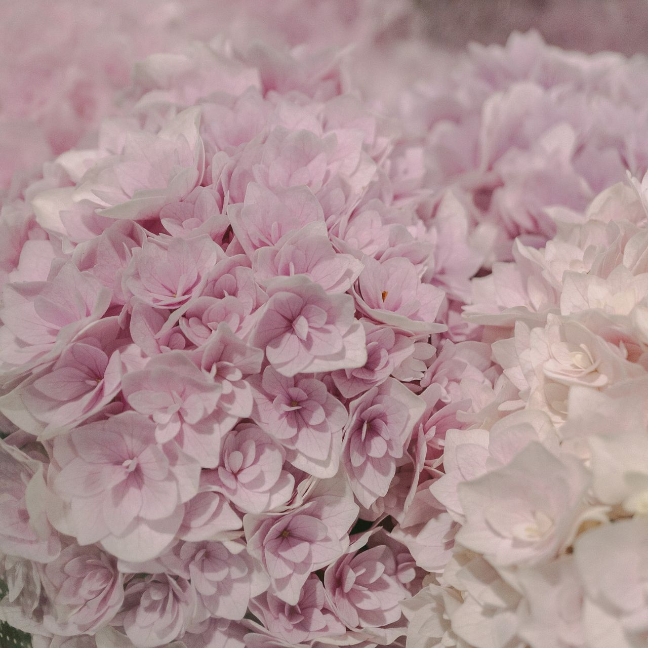 希少なピンク色！紫陽花「ポージィブーケ エリー」