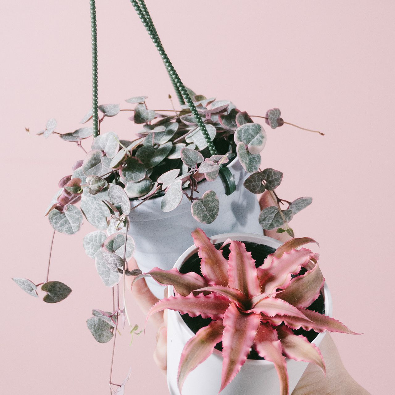 ハートとピンクのミニ観葉植物セット