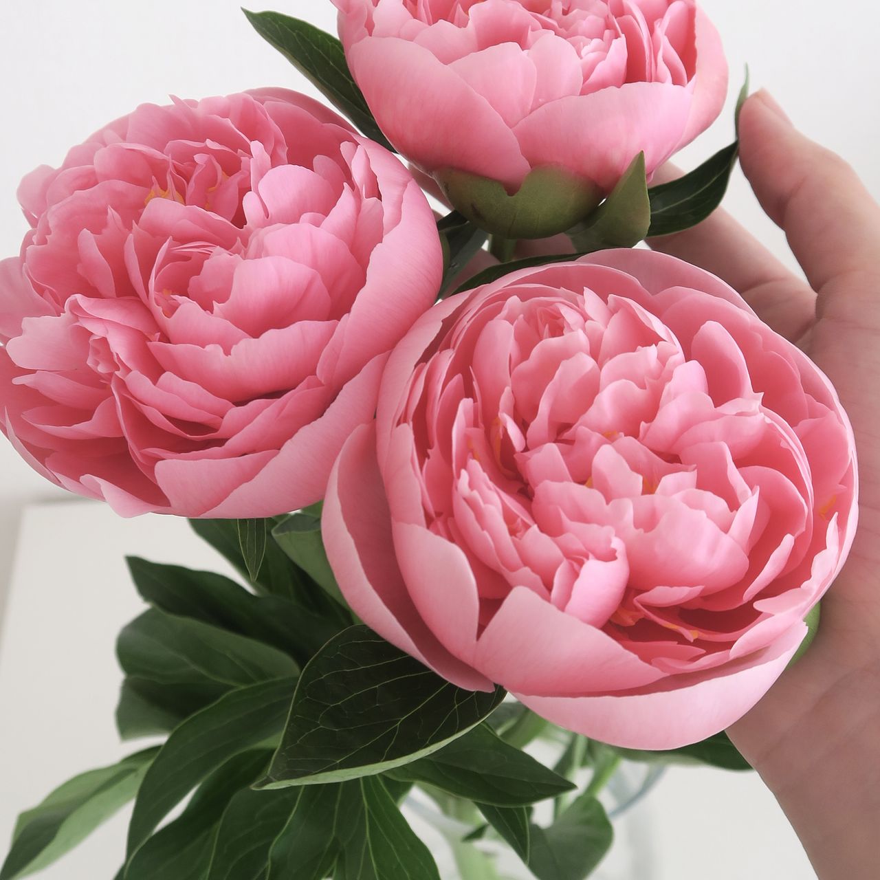 希少品種！芍薬「エッチドサーモン」