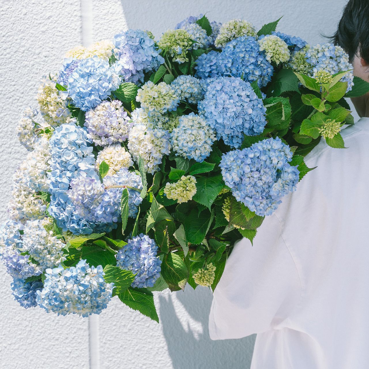 紫陽花（ロングサイズ）