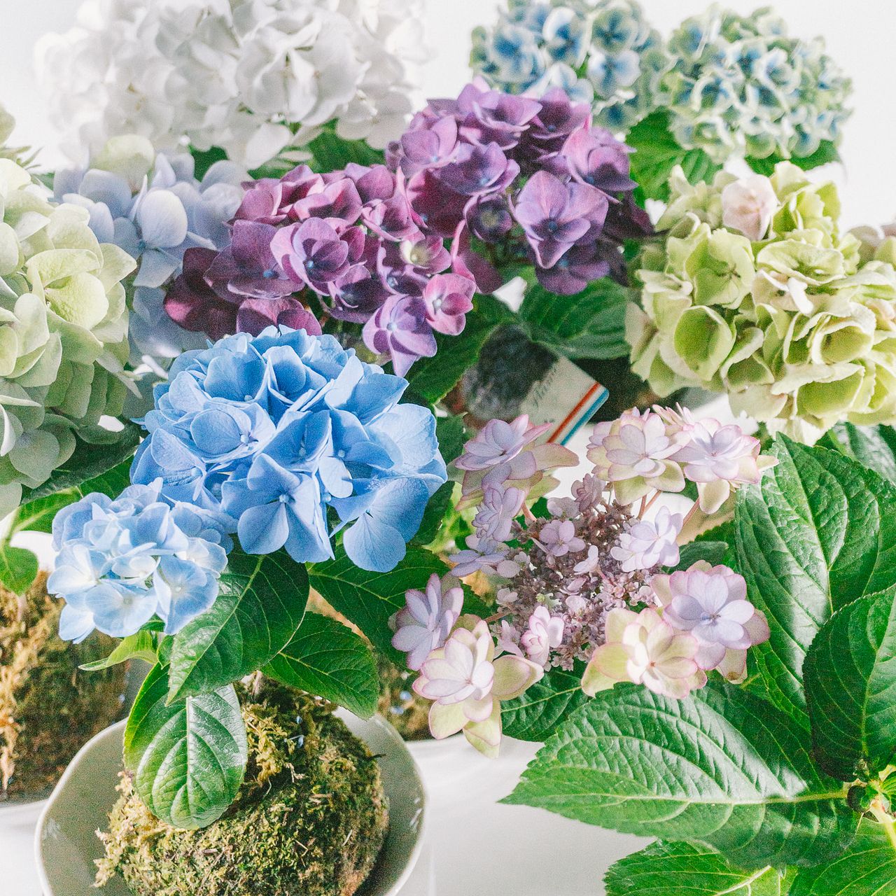 苔玉仕立ての紫陽花