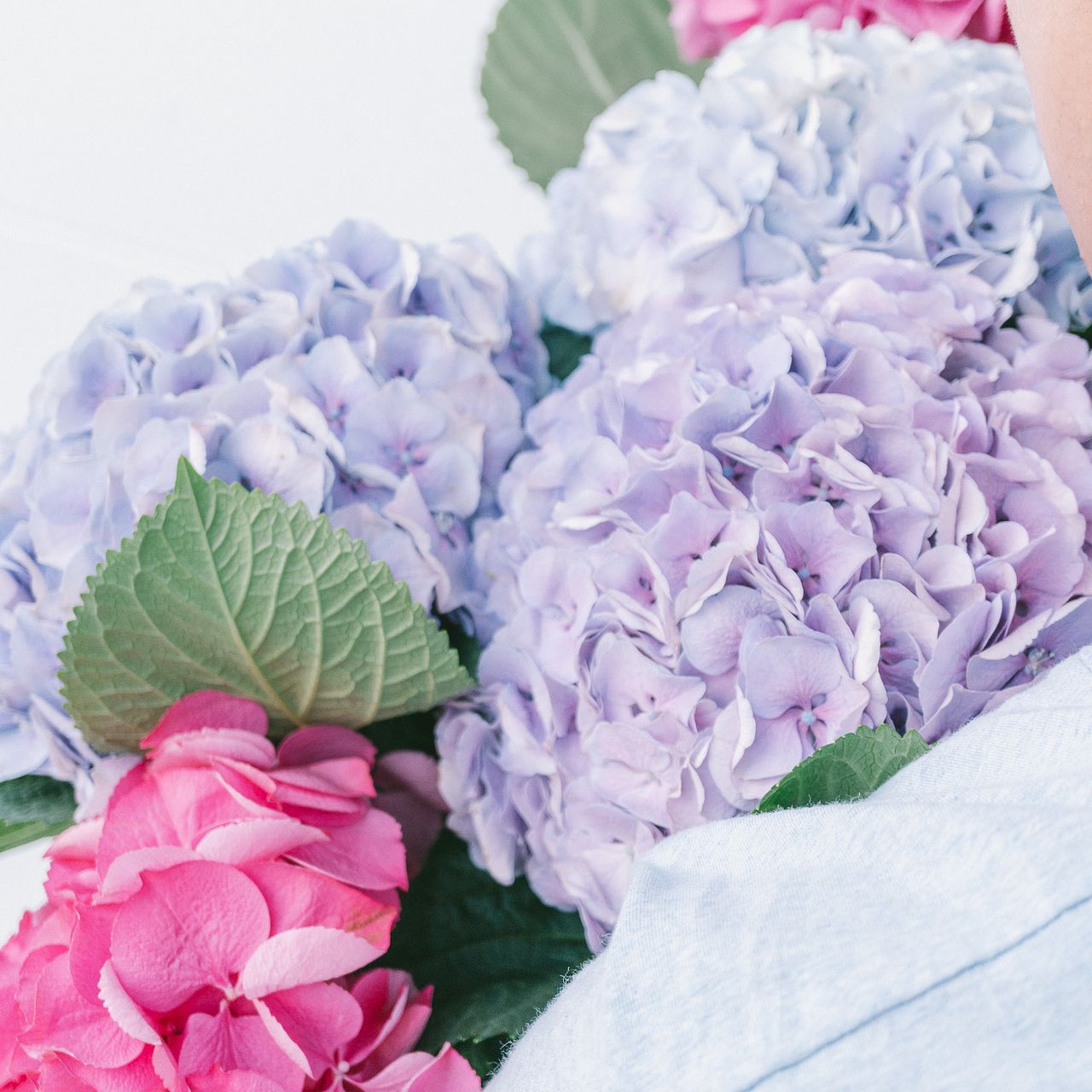 紫陽花　買い控え中様★専用商品★ アキバナーセリーの特大紫陽花（ピンクとラベンダーブルー）