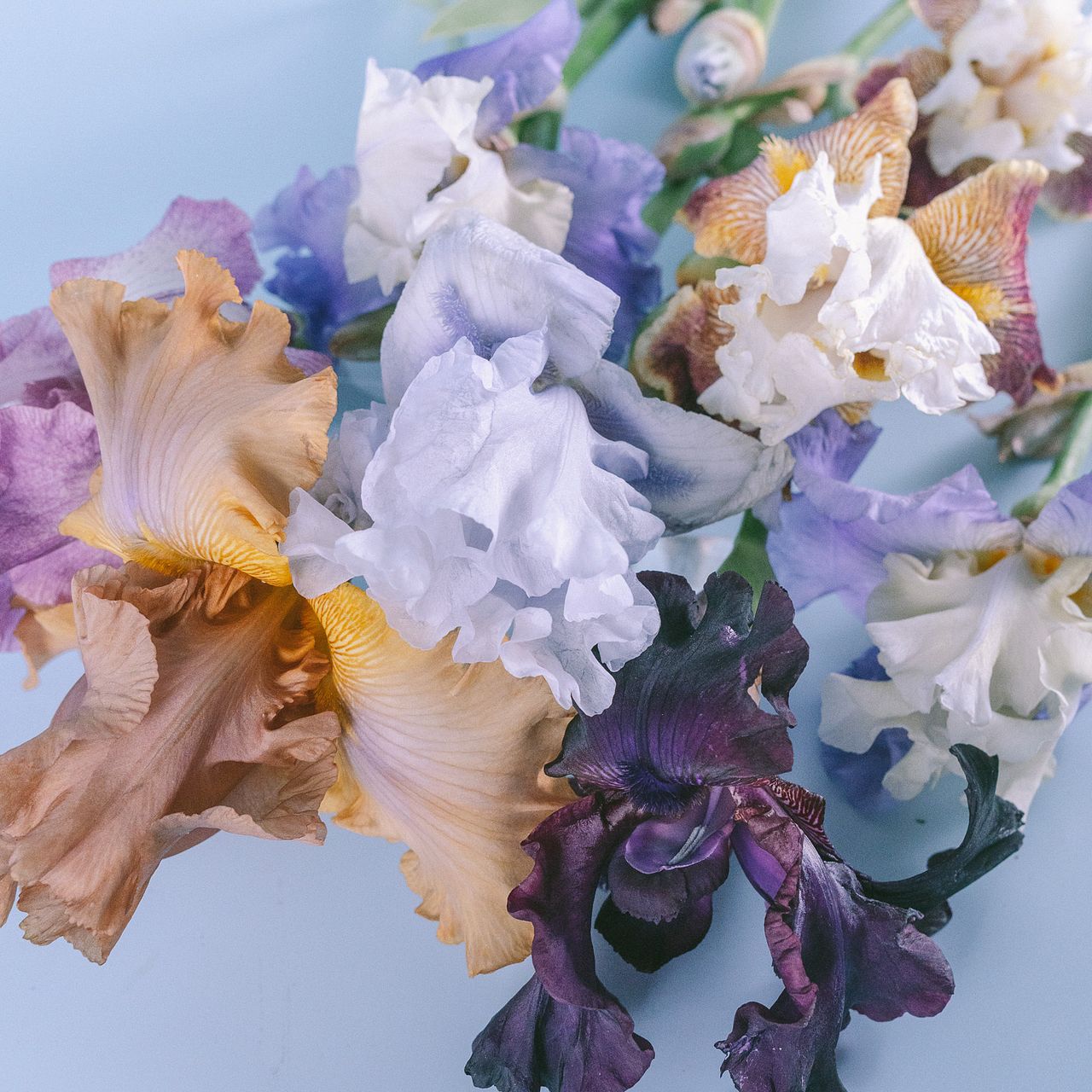 虹の花「ジャーマンアイリス」（セミロングサイズ）