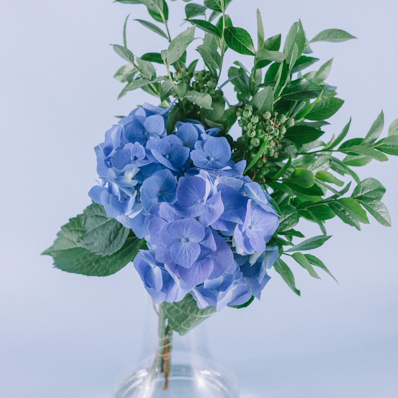 紫陽花とブルーベリー