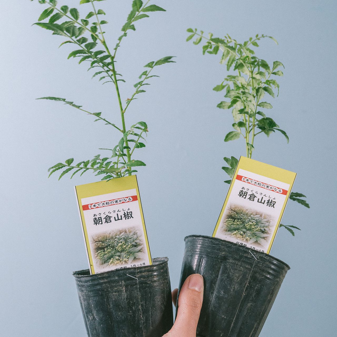 香る！朝倉山椒（2鉢セット）