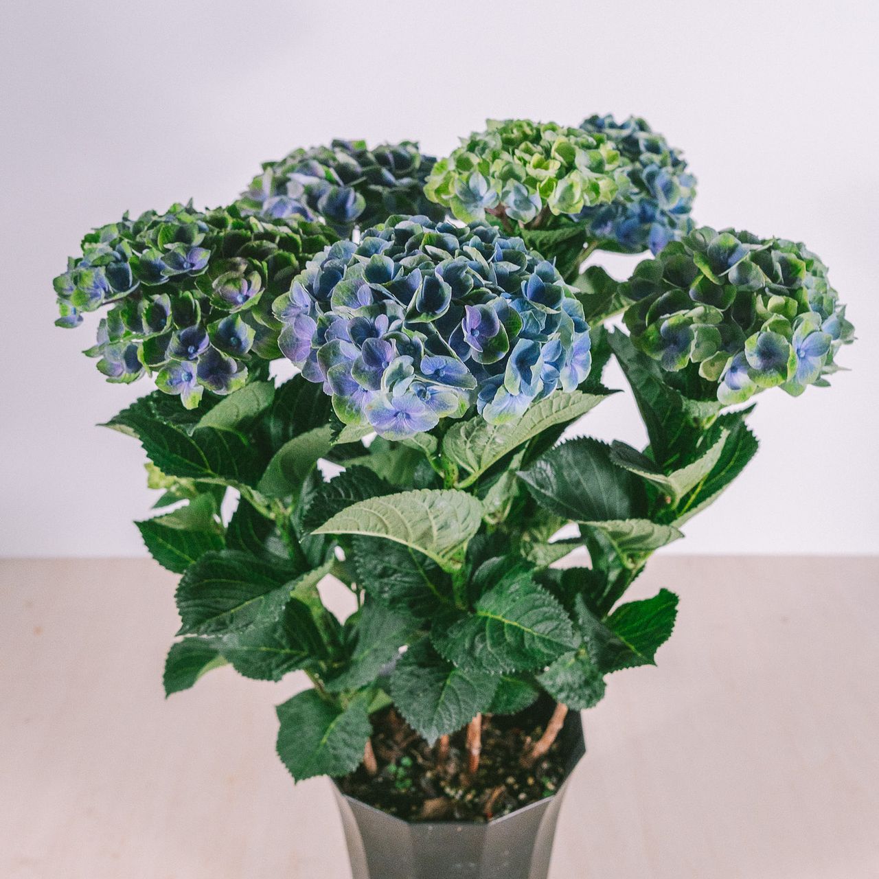 【期間限定セール】アメジストの花のような置物 紫陽花「アメジスト」