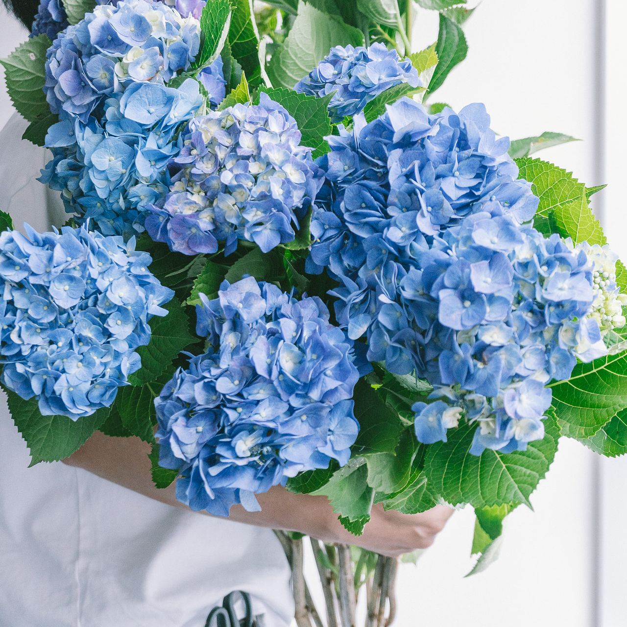紫陽花ブルー（ロングサイズ）