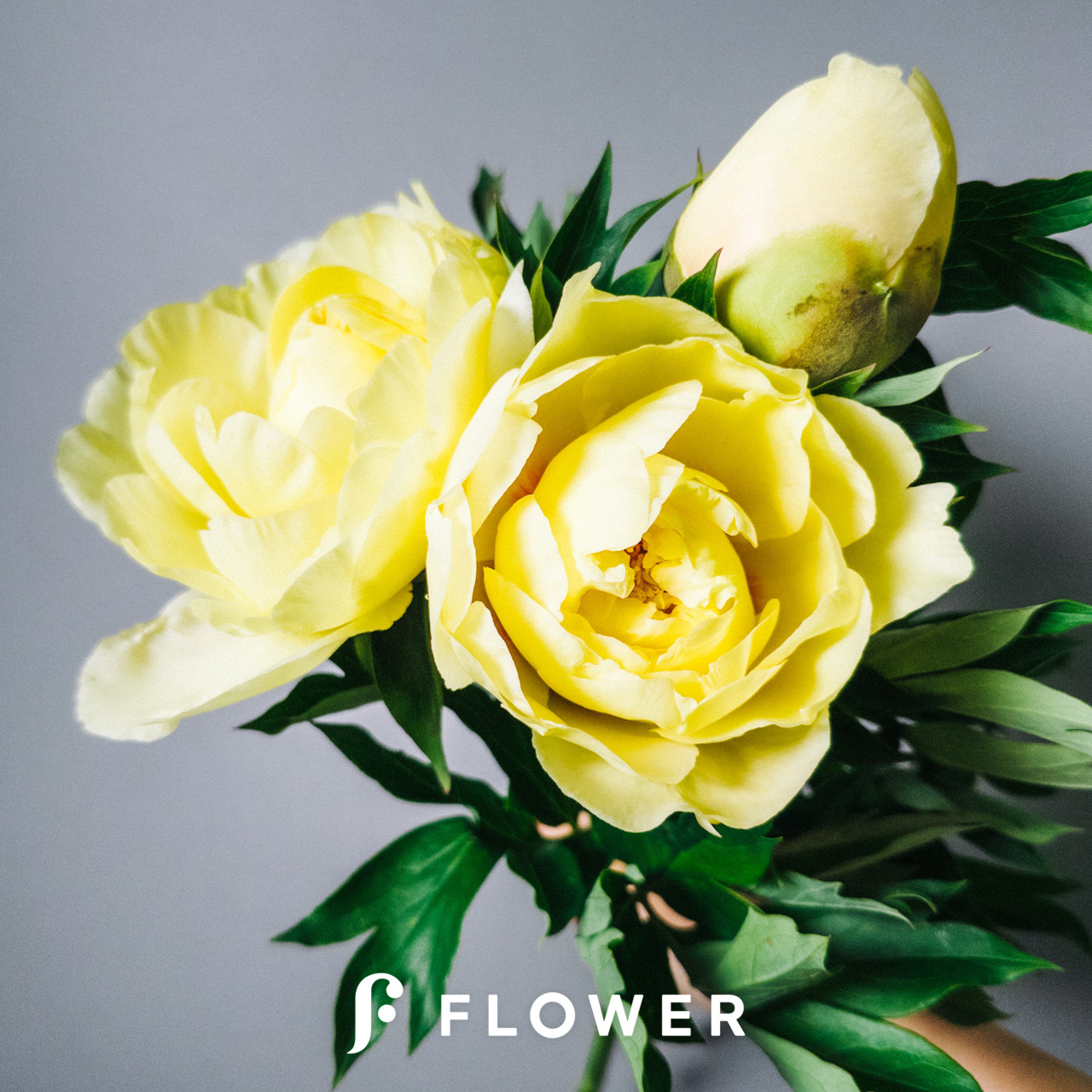 レモン色の芍薬