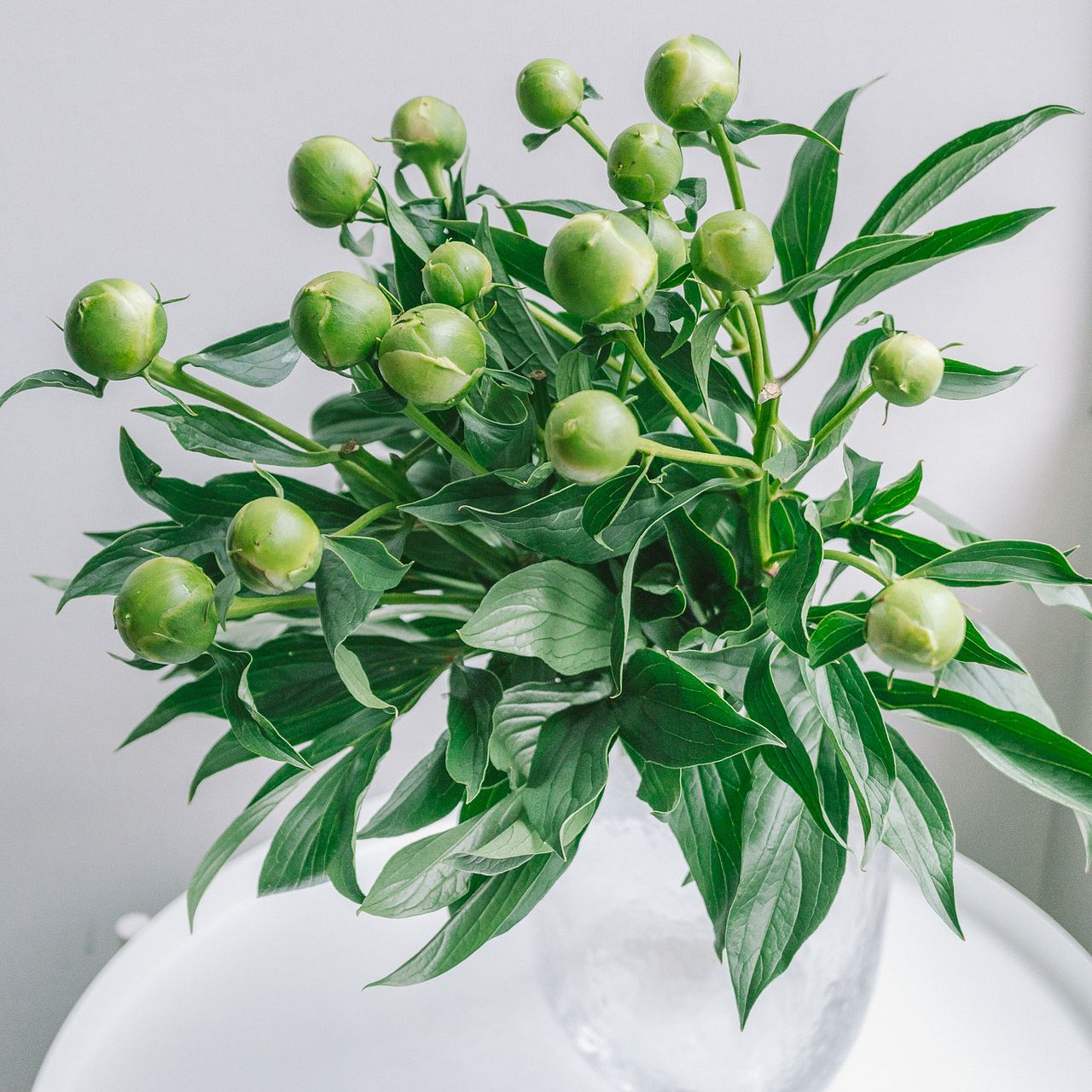超希少！賑やか芍薬「白妙」