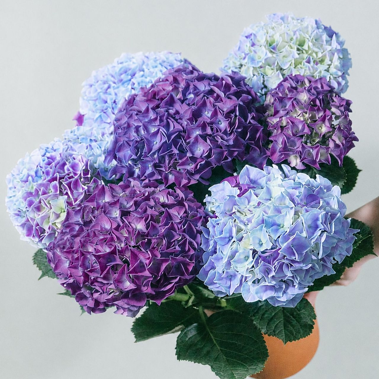 紫陽花「ホットチボリマーブル」