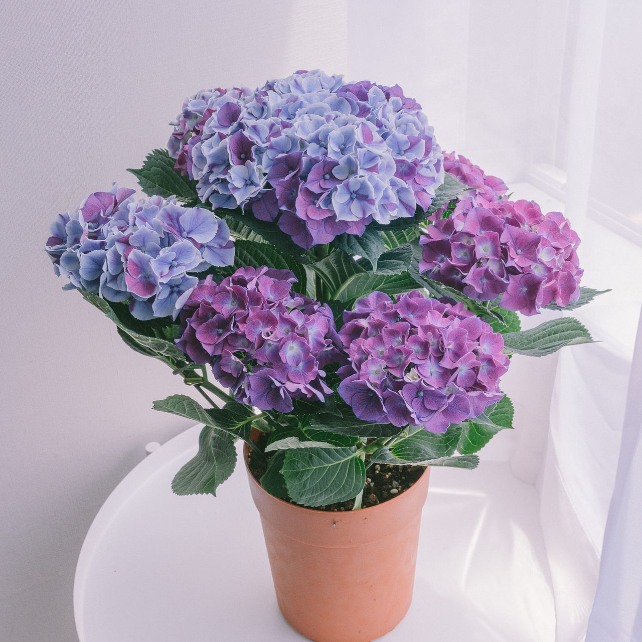紫陽花「ホットチボリ マーブル」