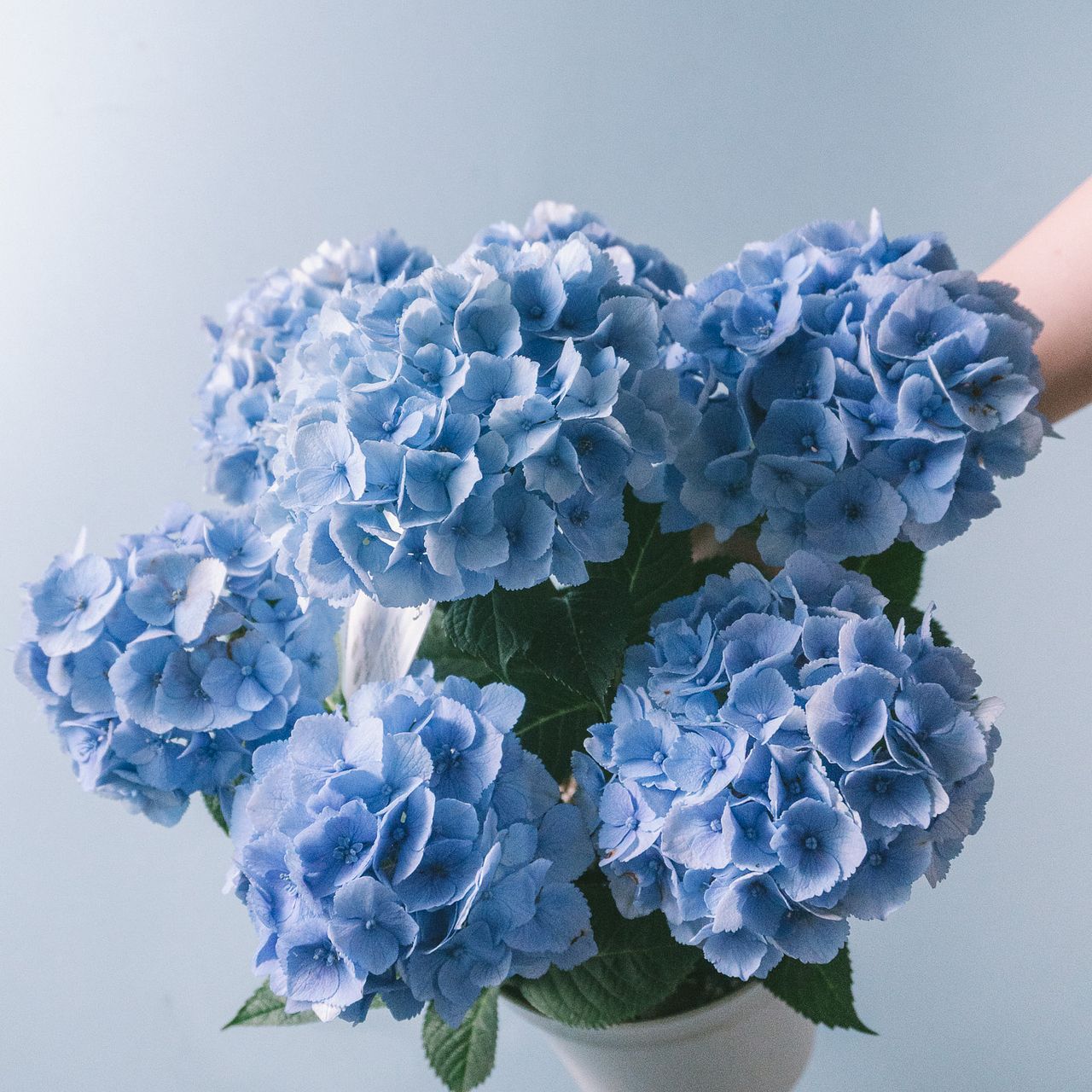 紫陽花⭐️ブルーセット⭐️3鉢⭐️マーブルソーダ⭐️ふるふる⭐️シーサイド 紫陽花「マーブルソーダ」