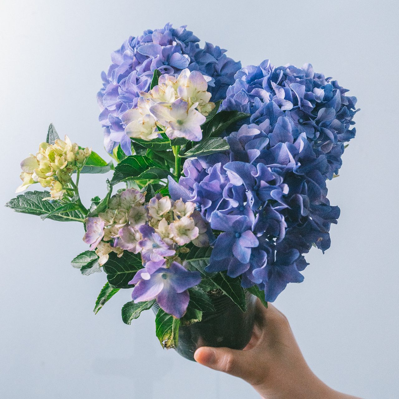 おまかせミニ紫陽花（1鉢）