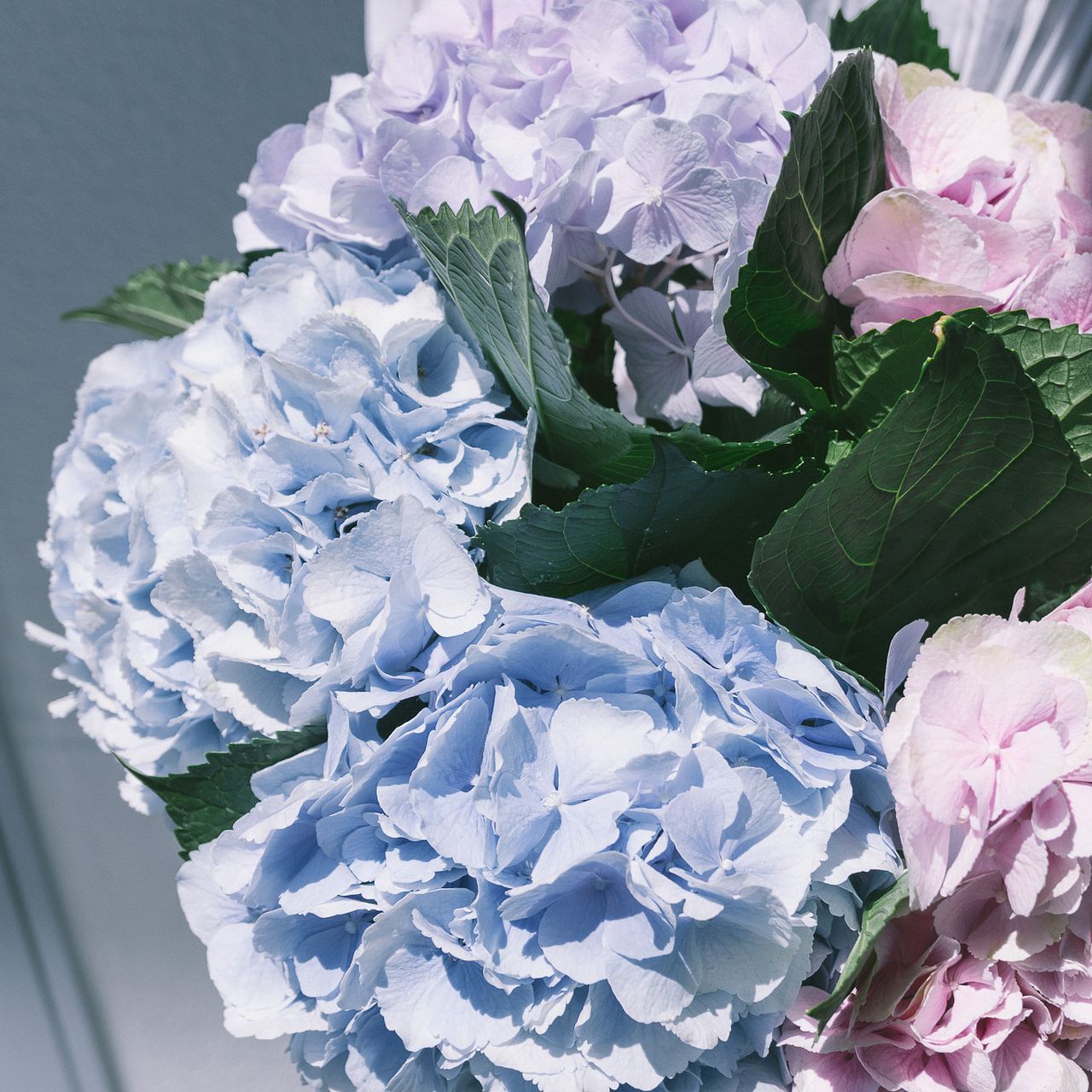 シャボン色の特大紫陽花（2本）