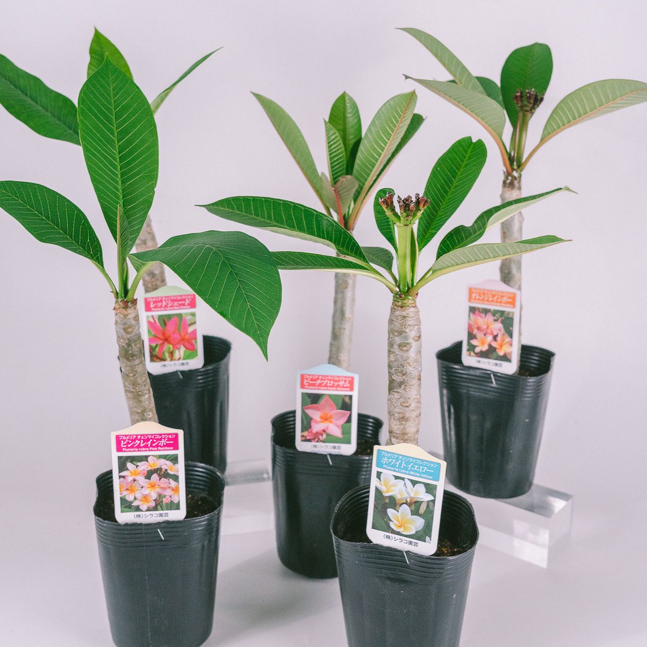 期間限定価格】ハワイのお花「プルメリア」