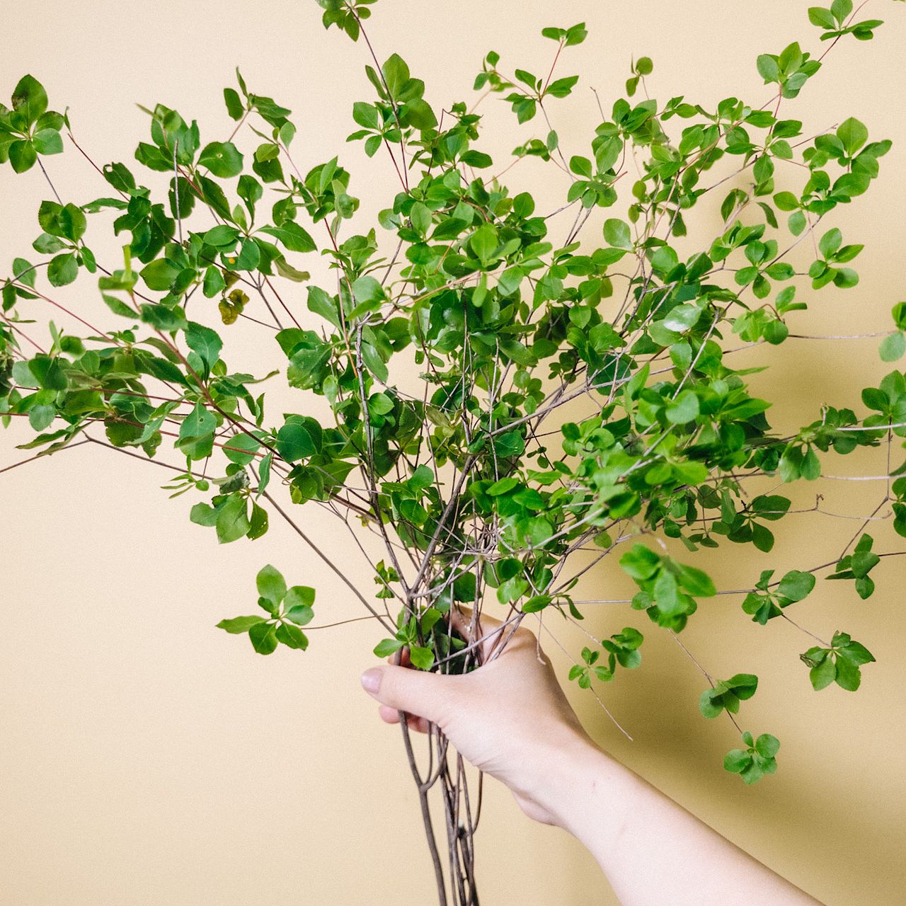 ドウダンツツジ