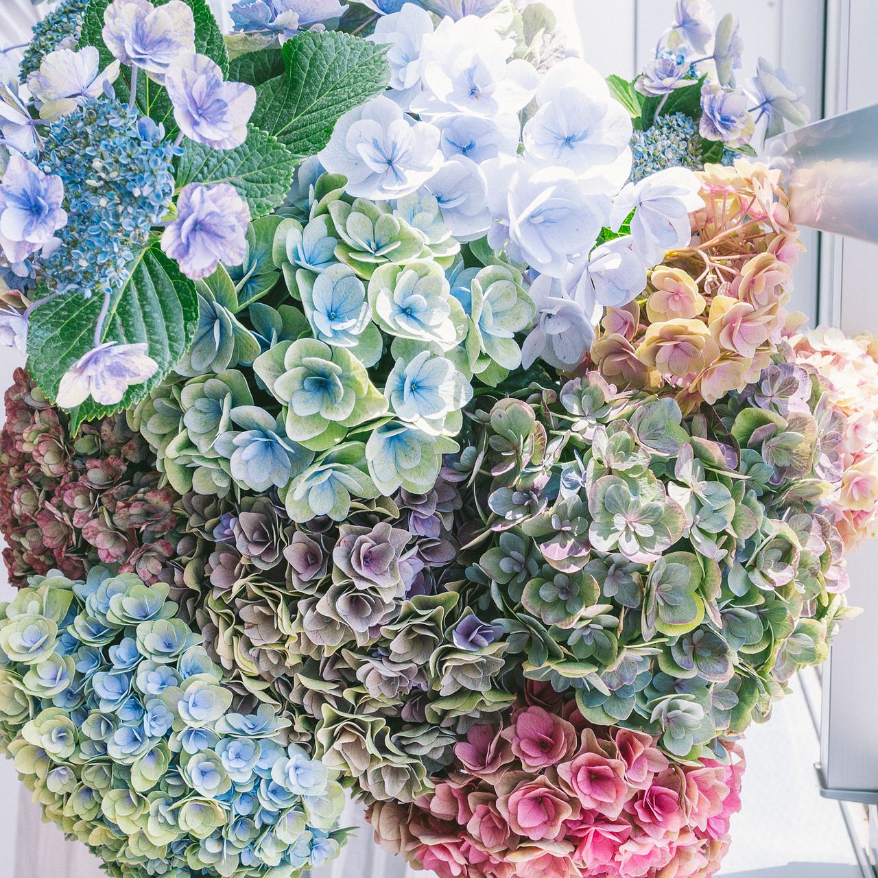 フローリストが採ってきた「希少アンティーク紫陽花」（2本）