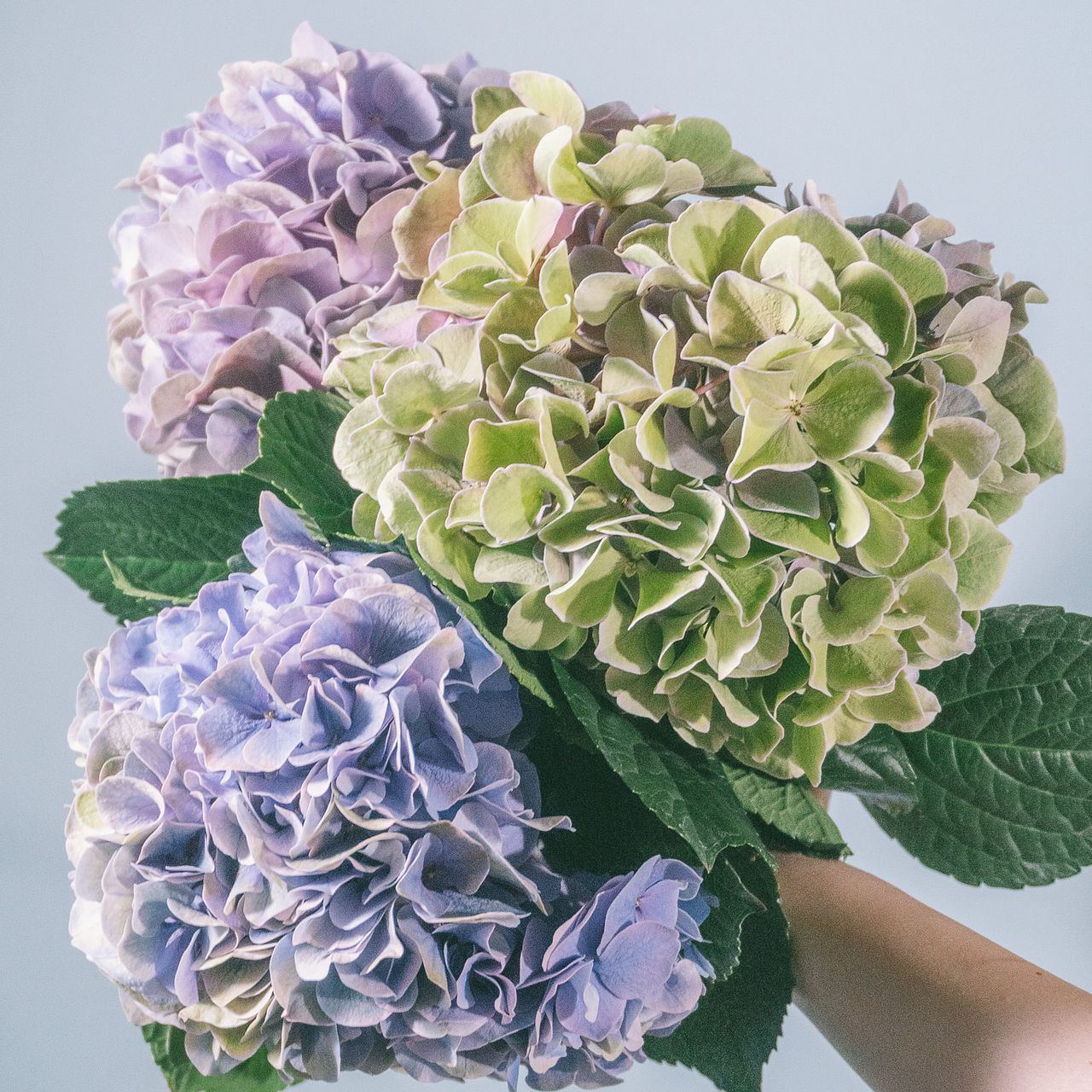 『ありがとう』を花に添えて　アンティーク紫陽花と花々のフレームスワッグ　母の日 おまかせアンティーク紫陽花（3本）