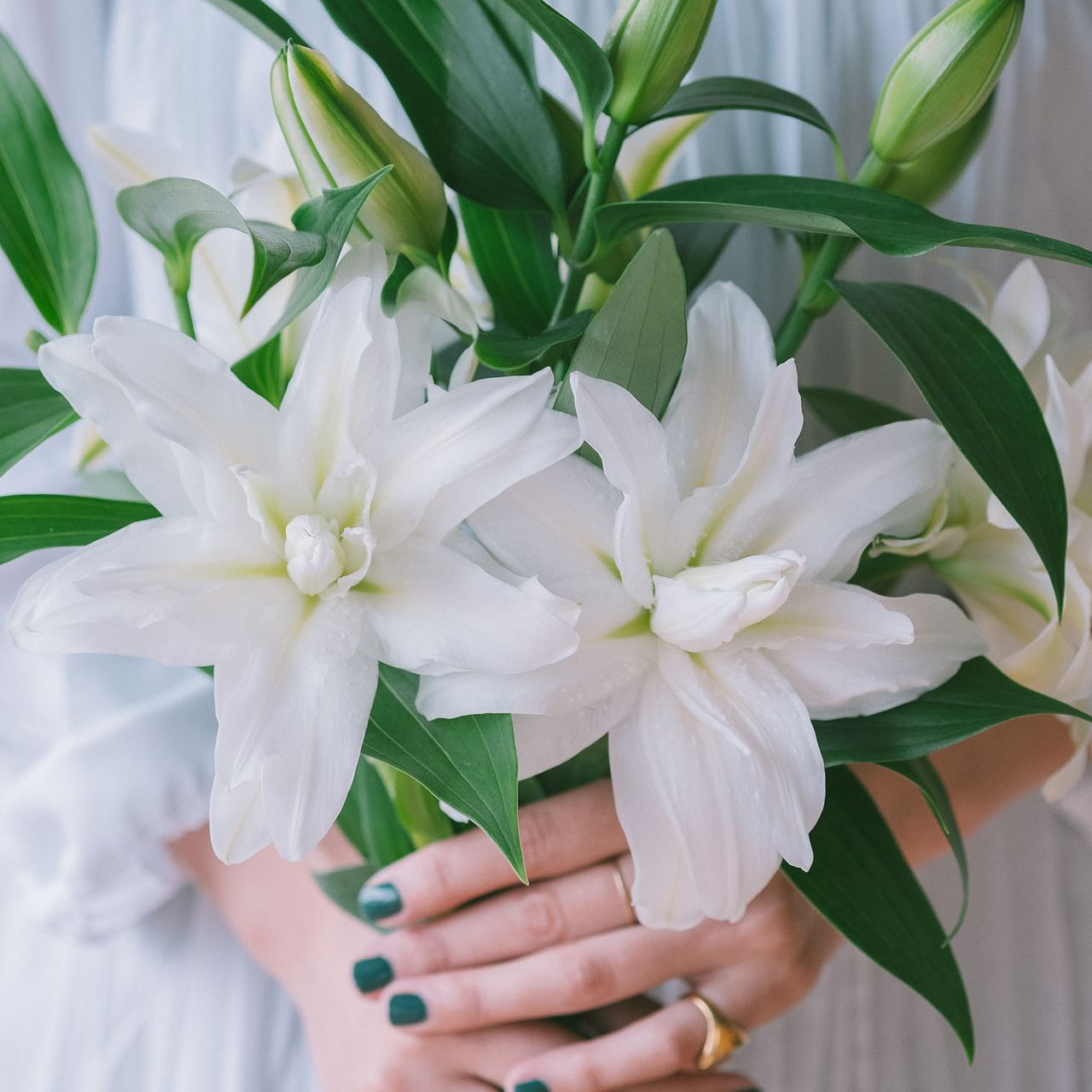 産直】今井ゆり園のホワイトリリー