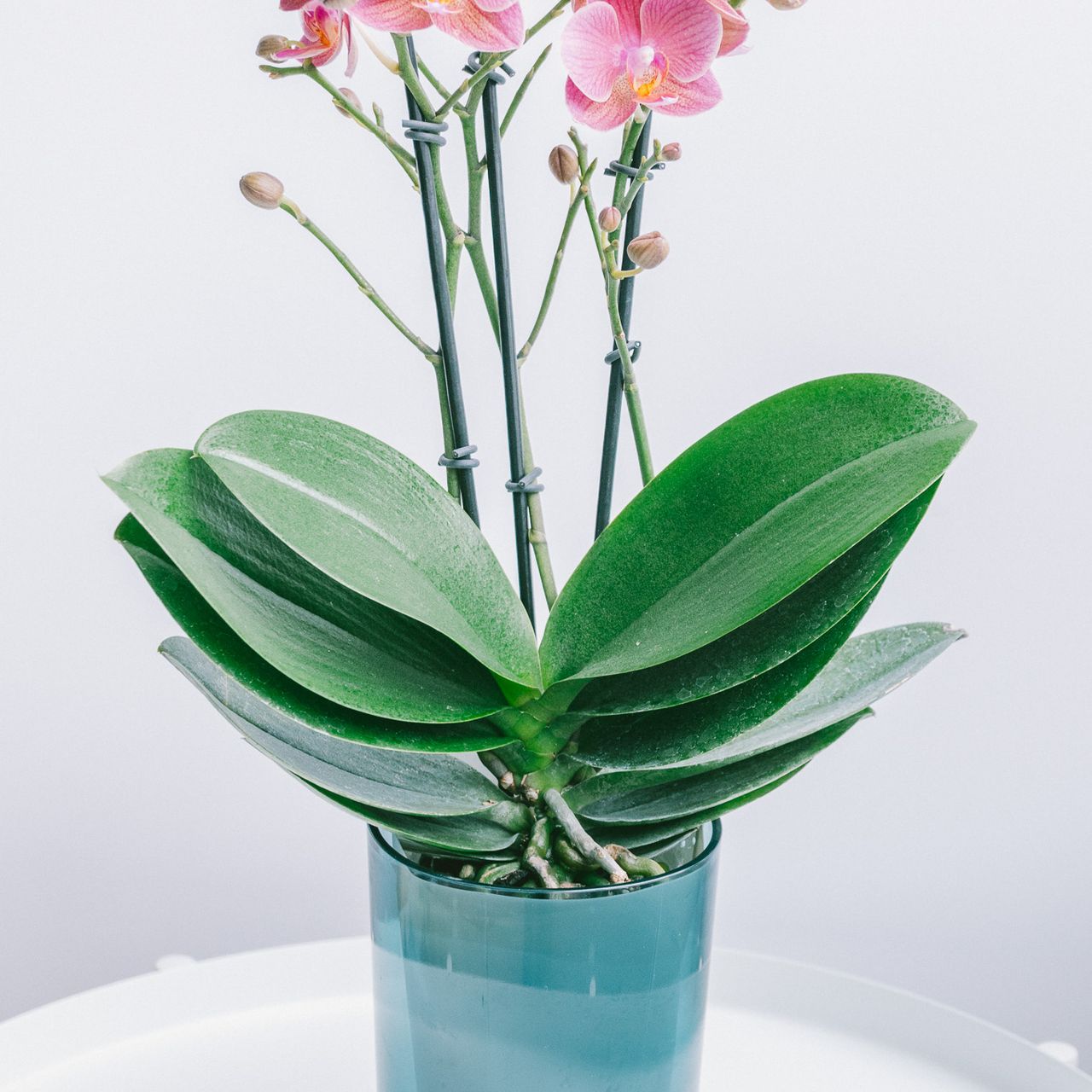 2点　ハギレ　花柄　ファブリック　ベルギー製　【匿名配送】　90cm×55cm 椎名洋ラン園さんの名前のないファレノ