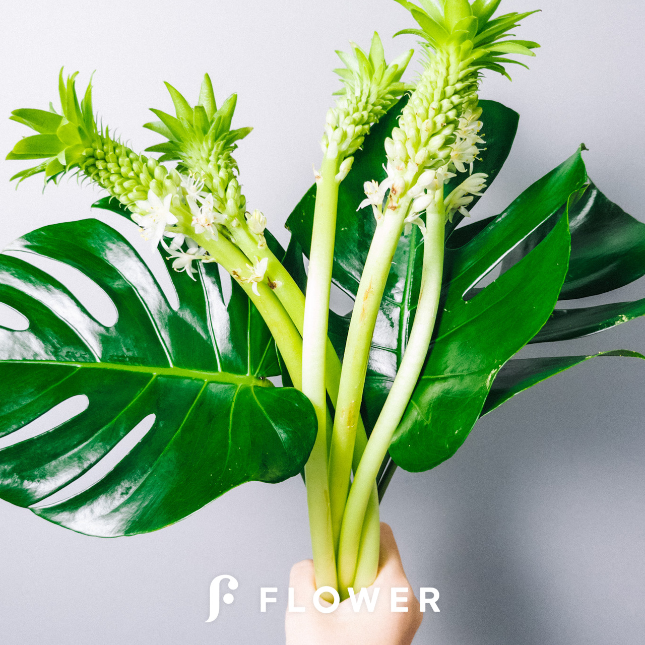 パイナップルリリー