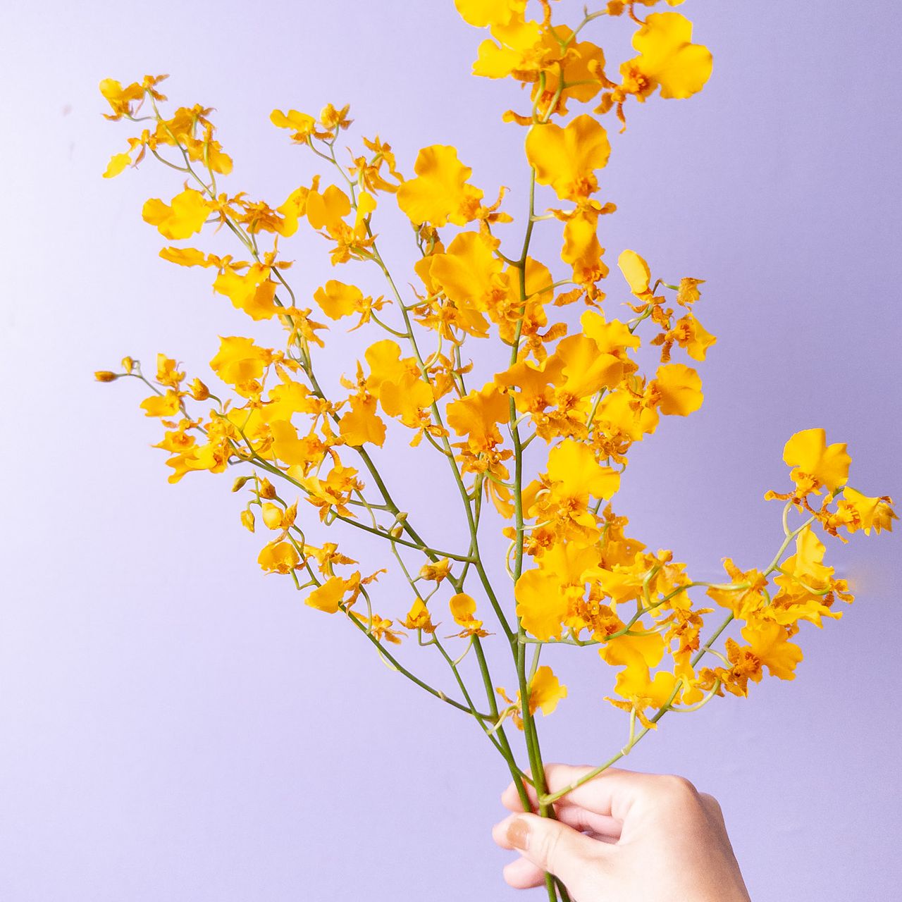 新品種「オレンジスイート」