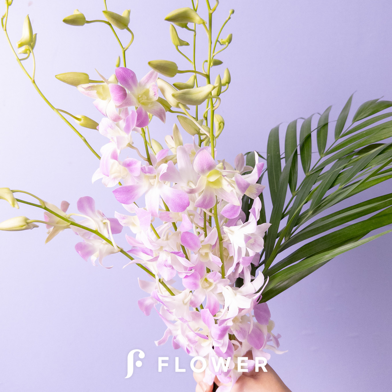 ルーシーピンク